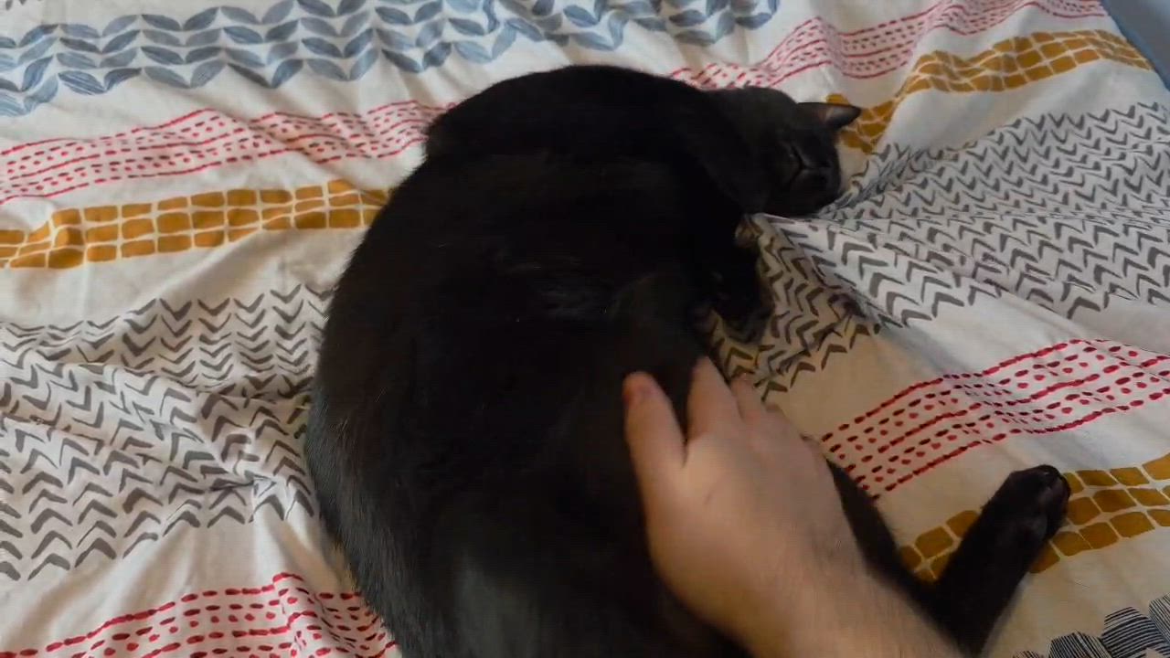 Enlarge Jack ( Affectionate, & Playful ), a ADOPTABLE Domestic Short Hair in Staten island, NY video 5/5