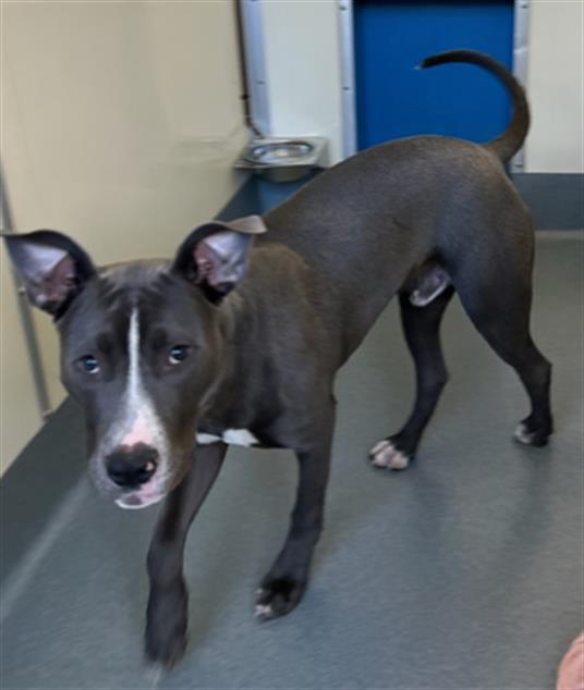 Enlarge TORRO, a Adoptable Pit Bull Terrier in St. Louis, MO image 1/1