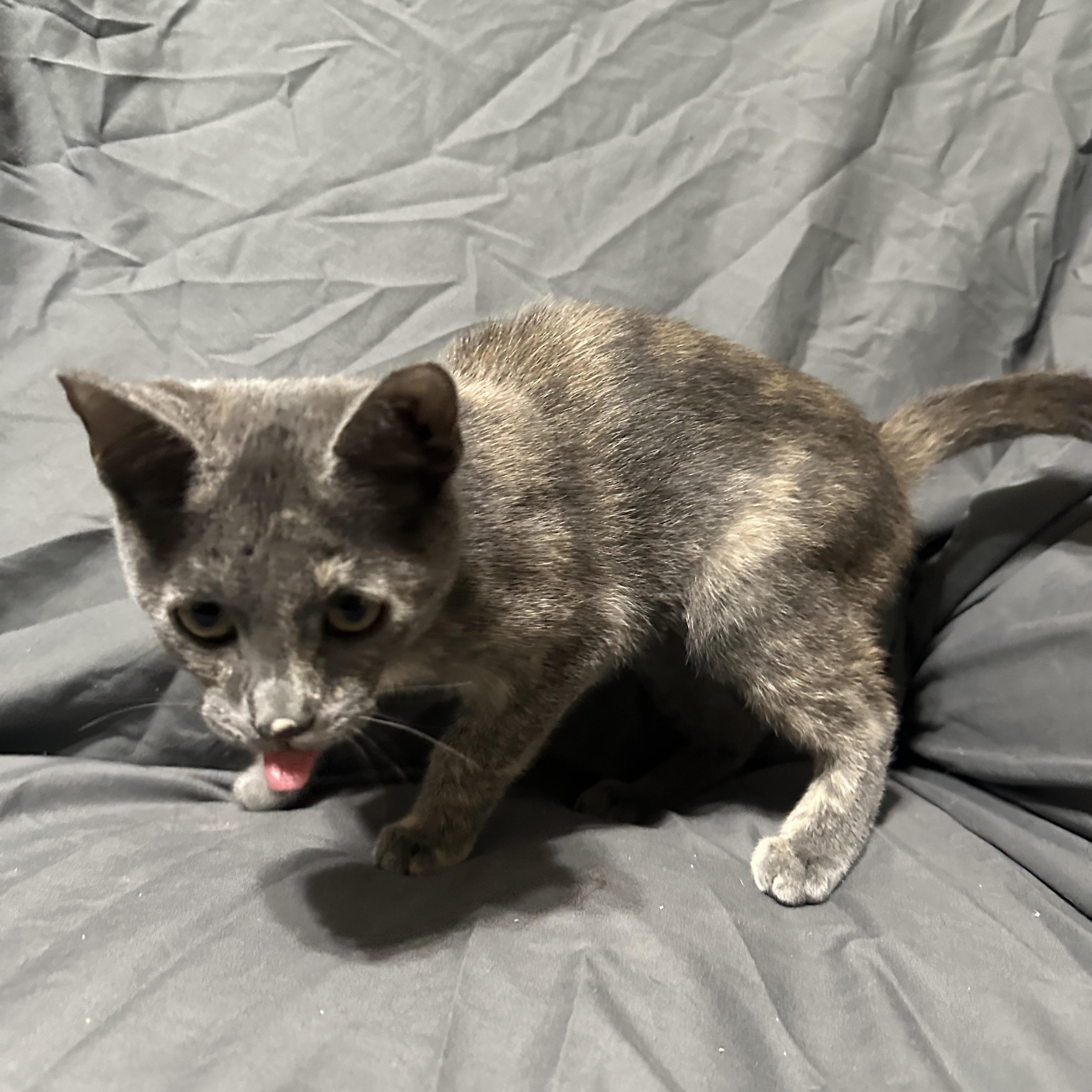 Autumn, ADOPTABLE, Young Female Domestic Short Hair.