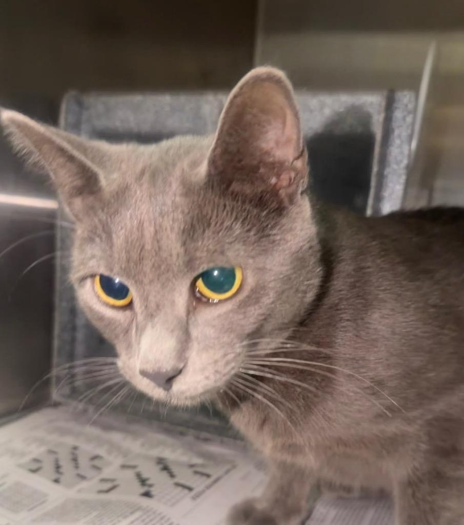 Smokey, Adoptable, Young Male Domestic Short Hair.