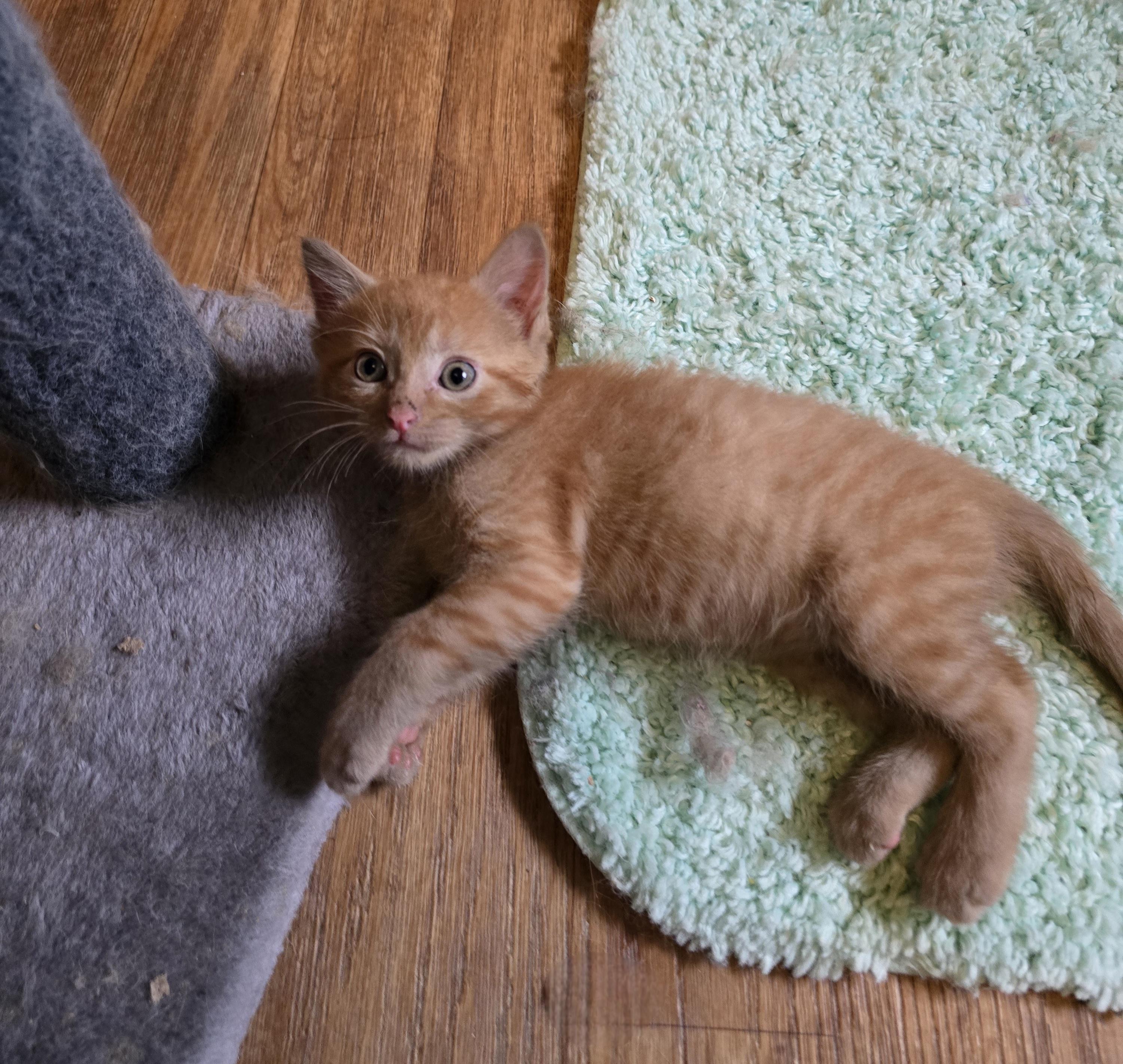 Enlarge Oliver, a ADOPTABLE mixed breed in Jamestown, ND image 1/6
