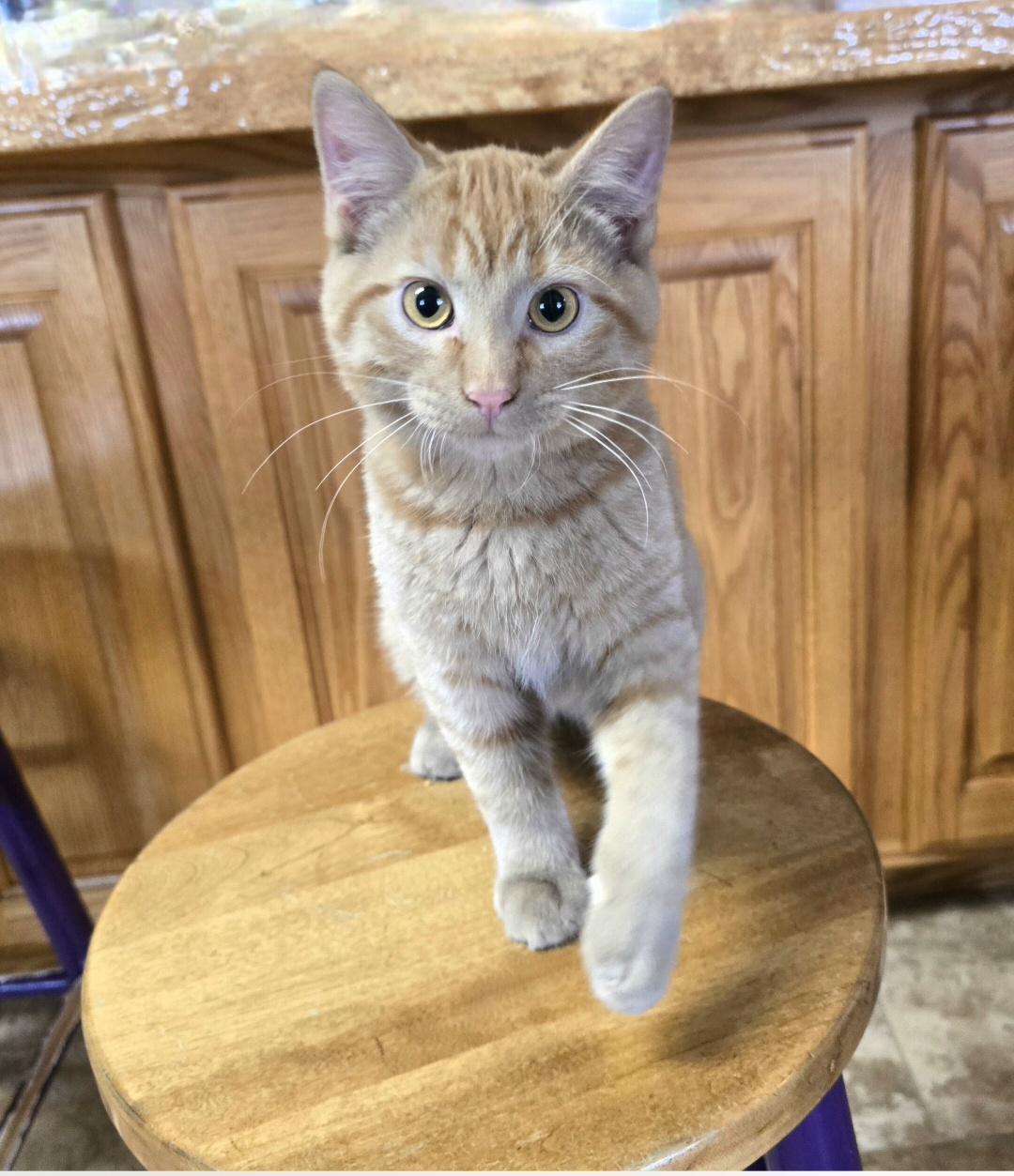 Oliver, Adoptable, Kitten Male Domestic Medium Hair.