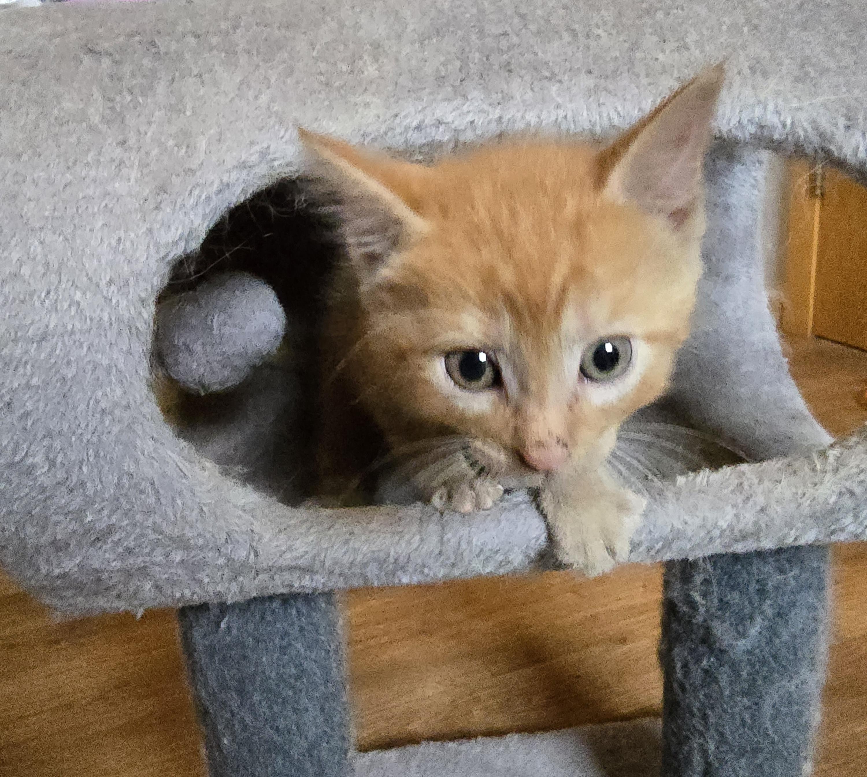 Enlarge Oliver, a ADOPTABLE mixed breed in Jamestown, ND image 3/6