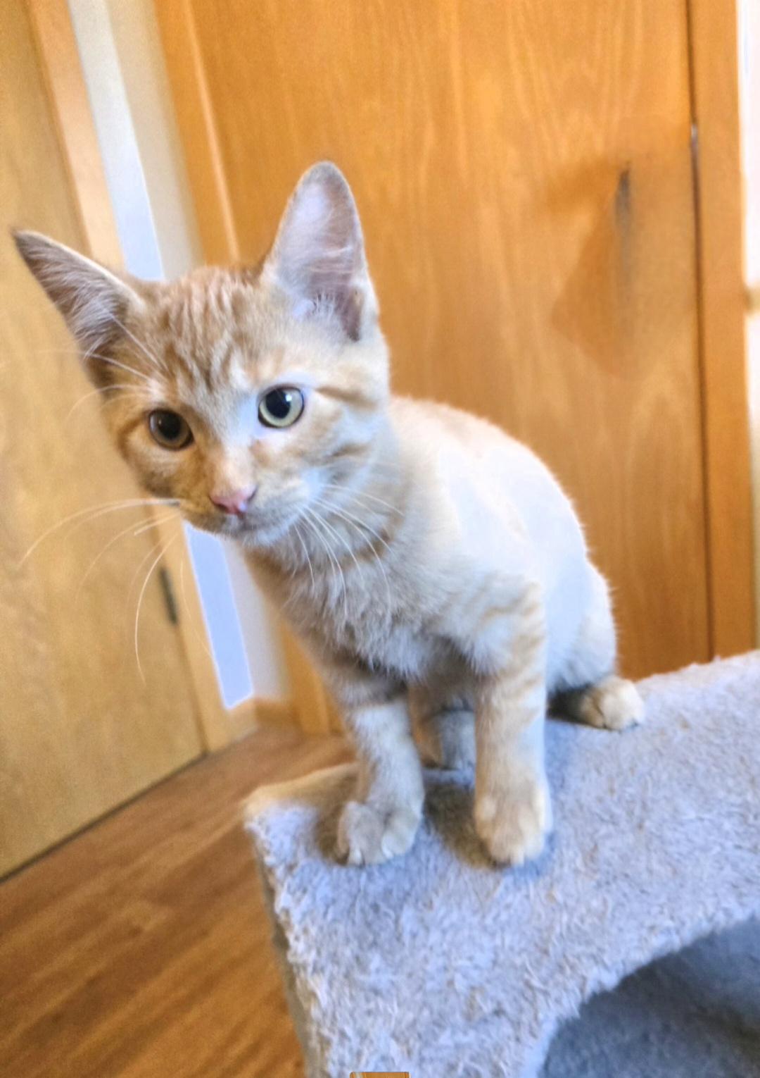 Enlarge Oliver, a Adoptable mixed breed in Jamestown, ND image 3/6