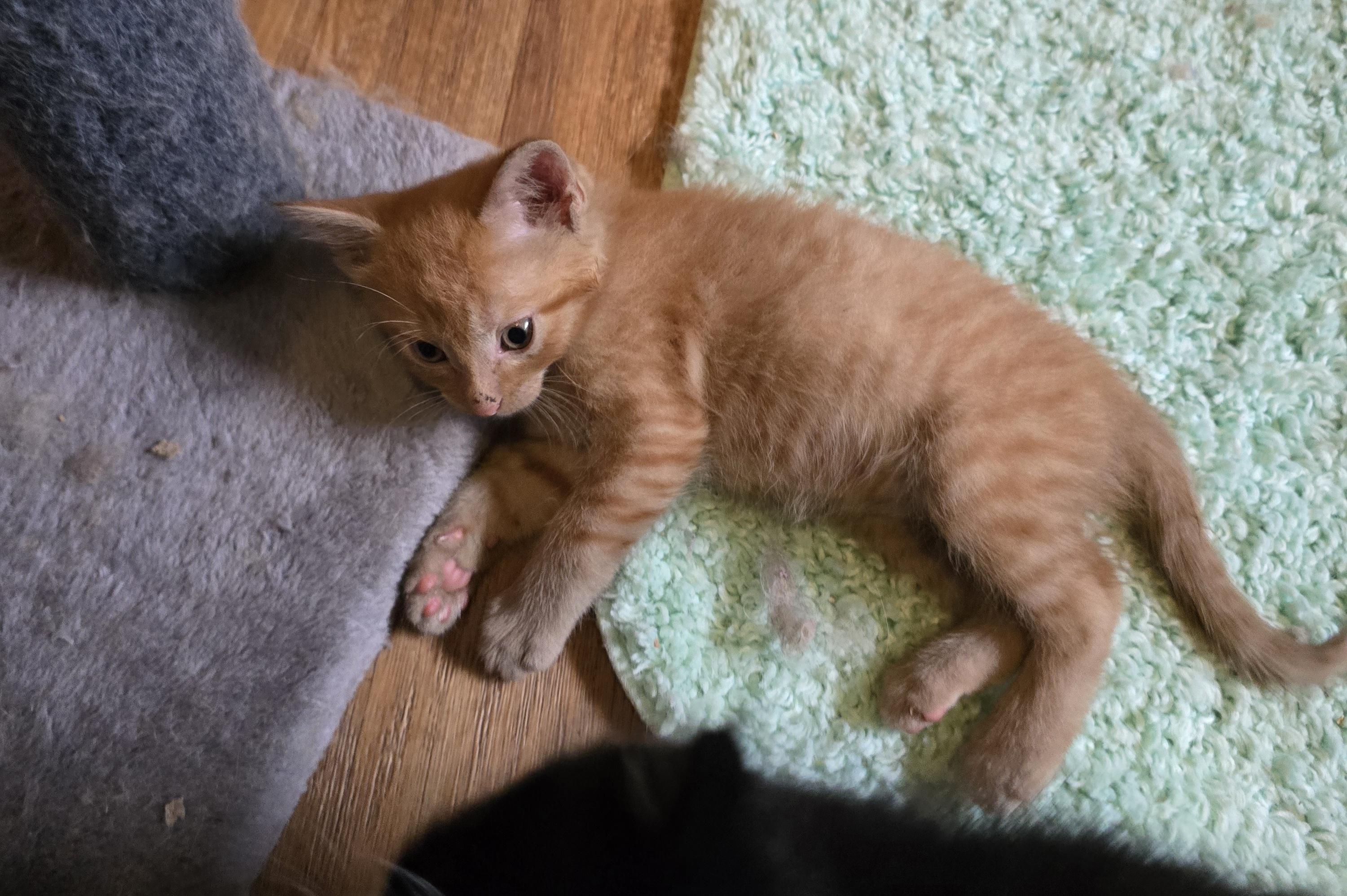 Enlarge Oliver, a ADOPTABLE mixed breed in Jamestown, ND image 5/6