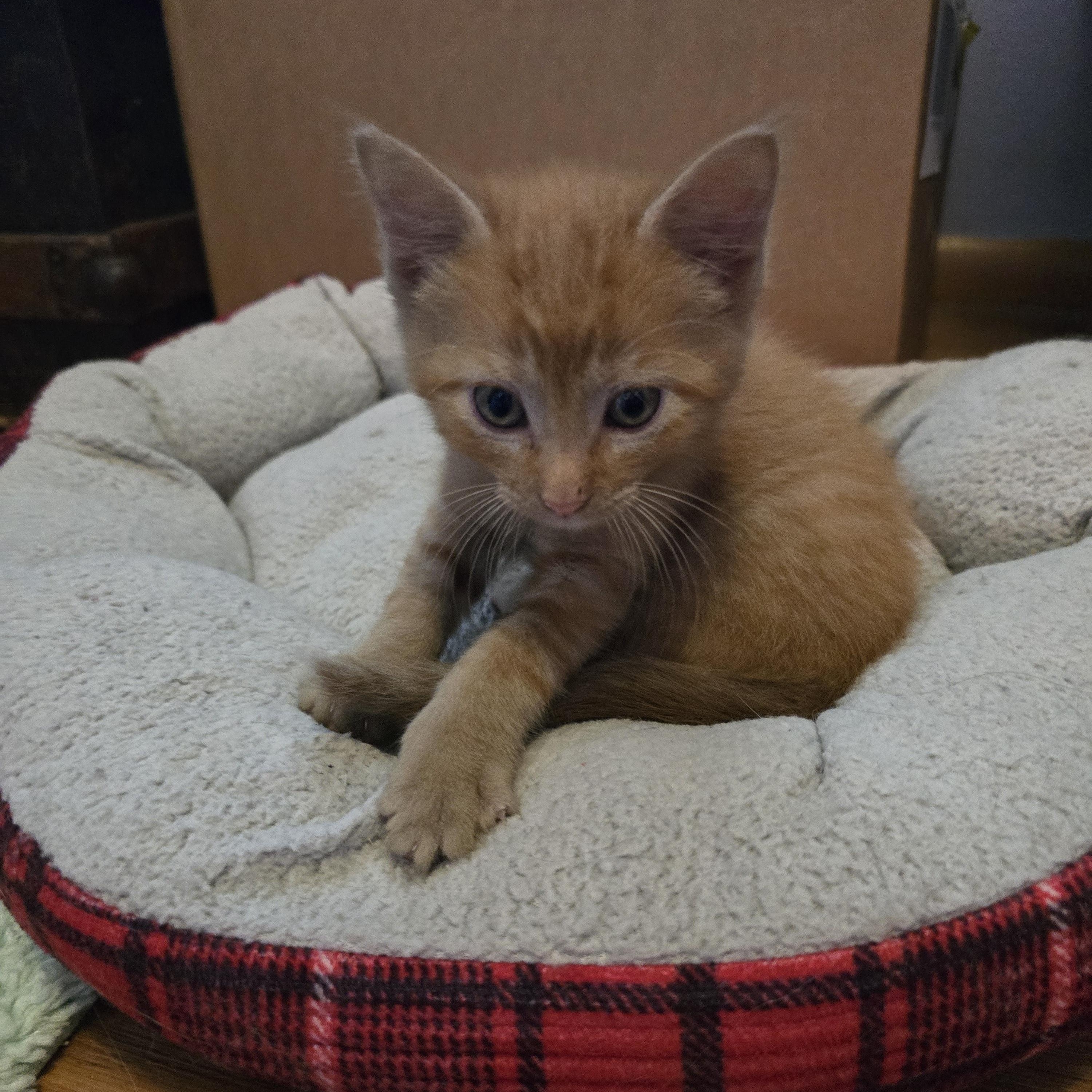 Enlarge Oliver, a ADOPTABLE mixed breed in Jamestown, ND image 2/6