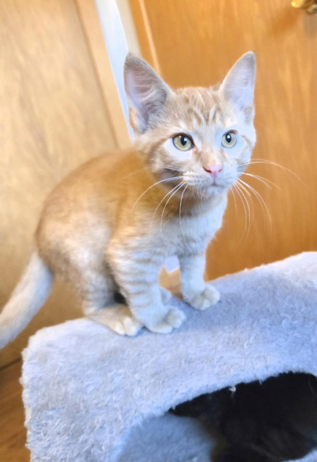 Enlarge Oliver, a Adoptable mixed breed in Jamestown, ND image 2/6