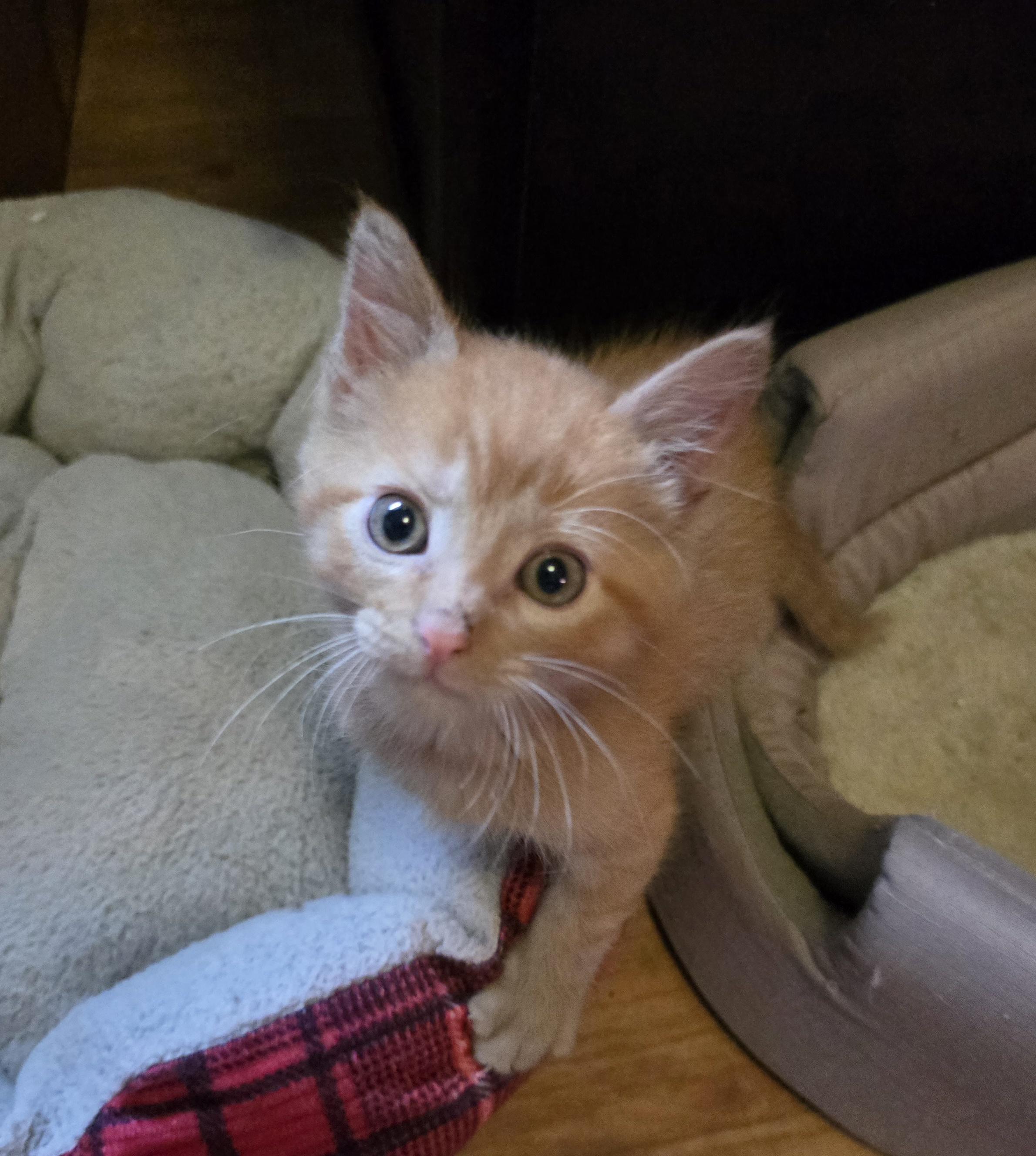 Enlarge Oliver, a ADOPTABLE mixed breed in Jamestown, ND image 4/6