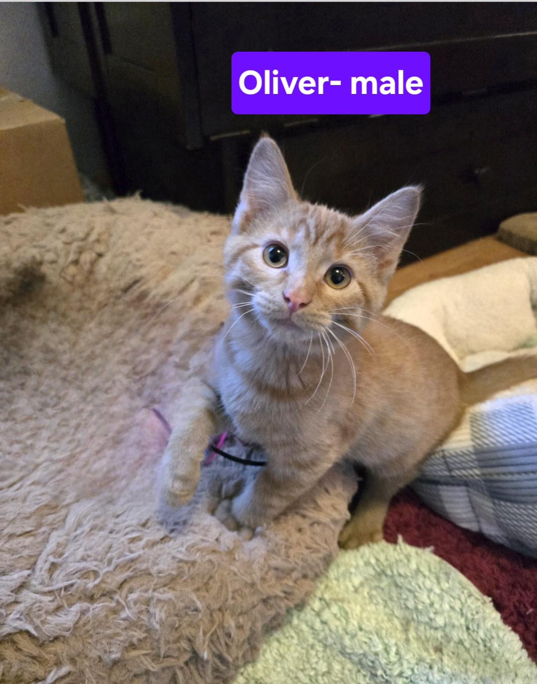 Oliver, Adoptable, Kitten Male Domestic Medium Hair.