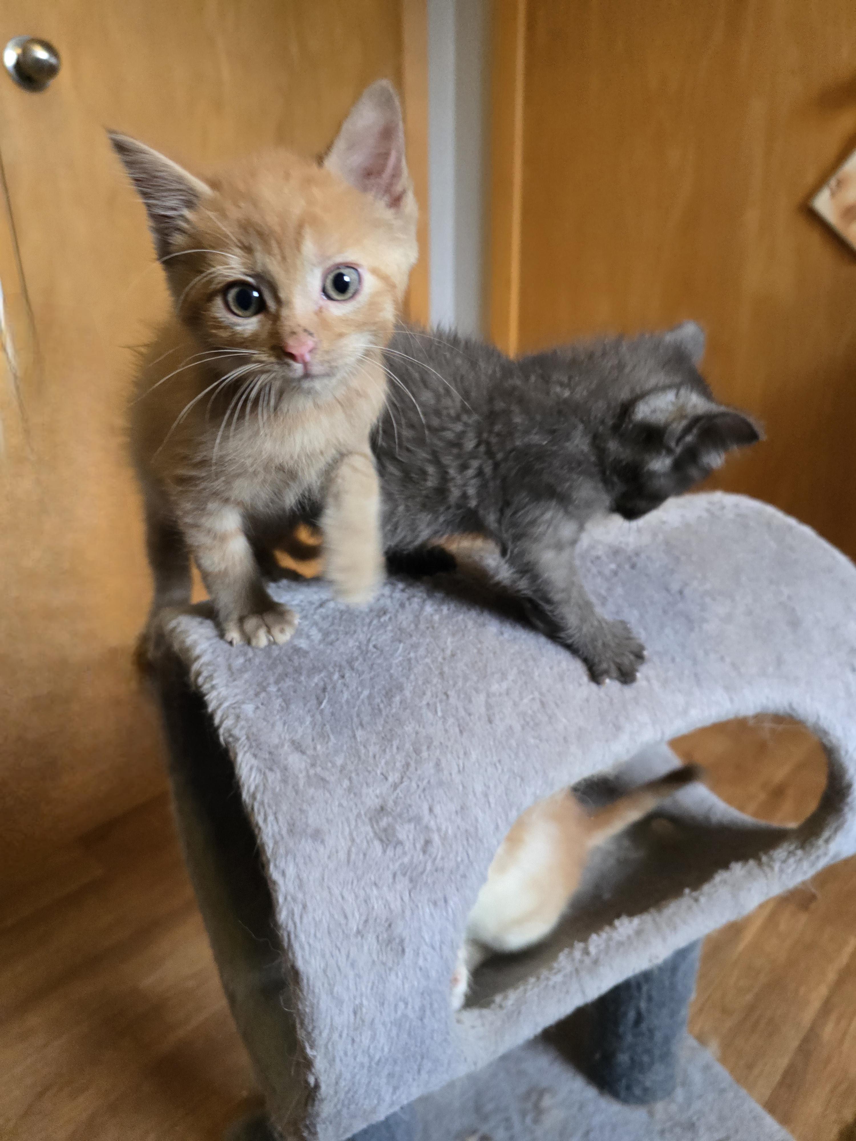 Enlarge Oliver, a ADOPTABLE mixed breed in Jamestown, ND image 6/6