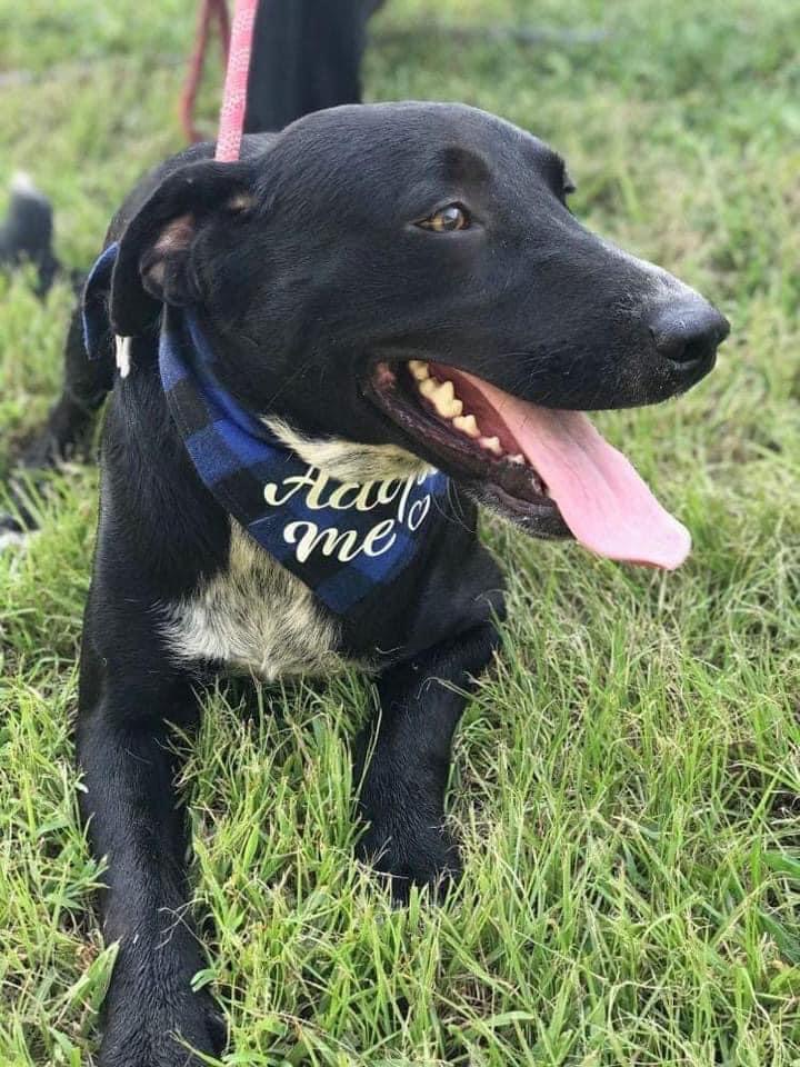 Lucky, Adoptable, Adult Male Black Labrador Retriever.