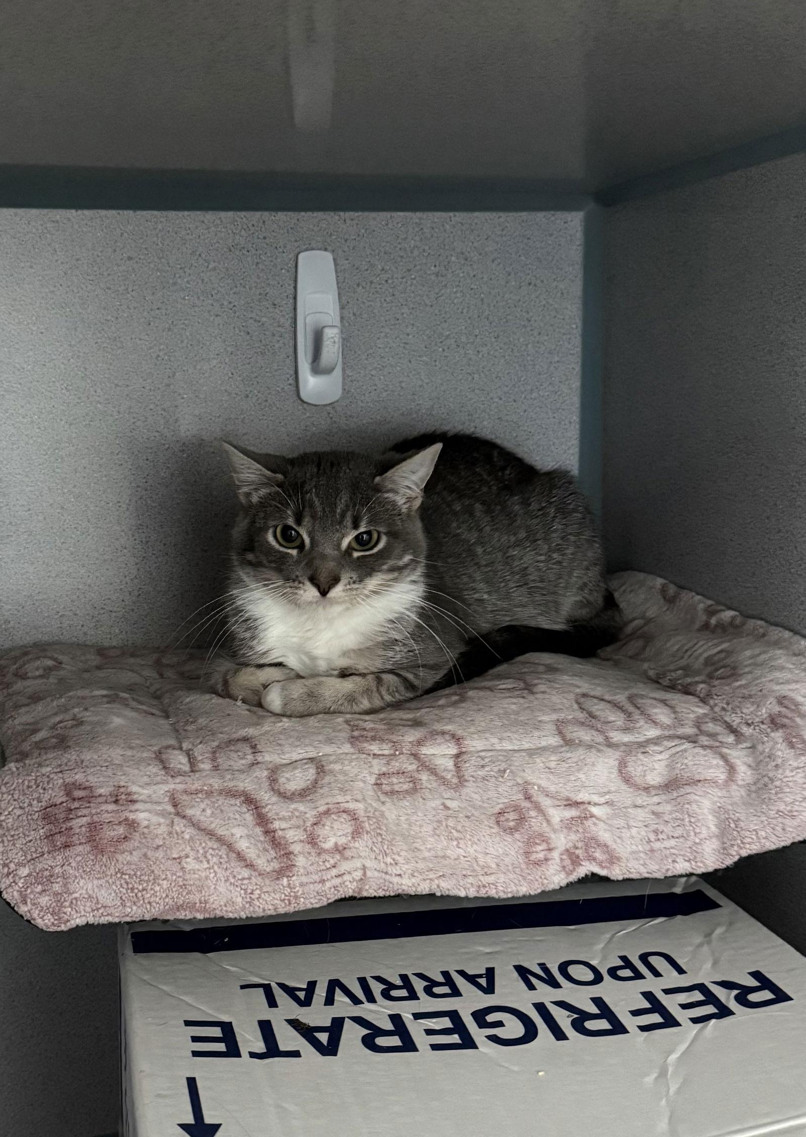 Enlarge Ruby- Barn Cat, a Adoptable Domestic Short Hair in Fort Collins, CO image 1/1