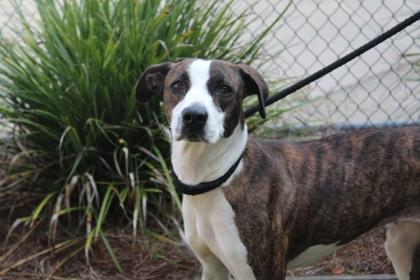 Enlarge Beans, a Adoptable mixed breed in Brunswick, GA image 2/2