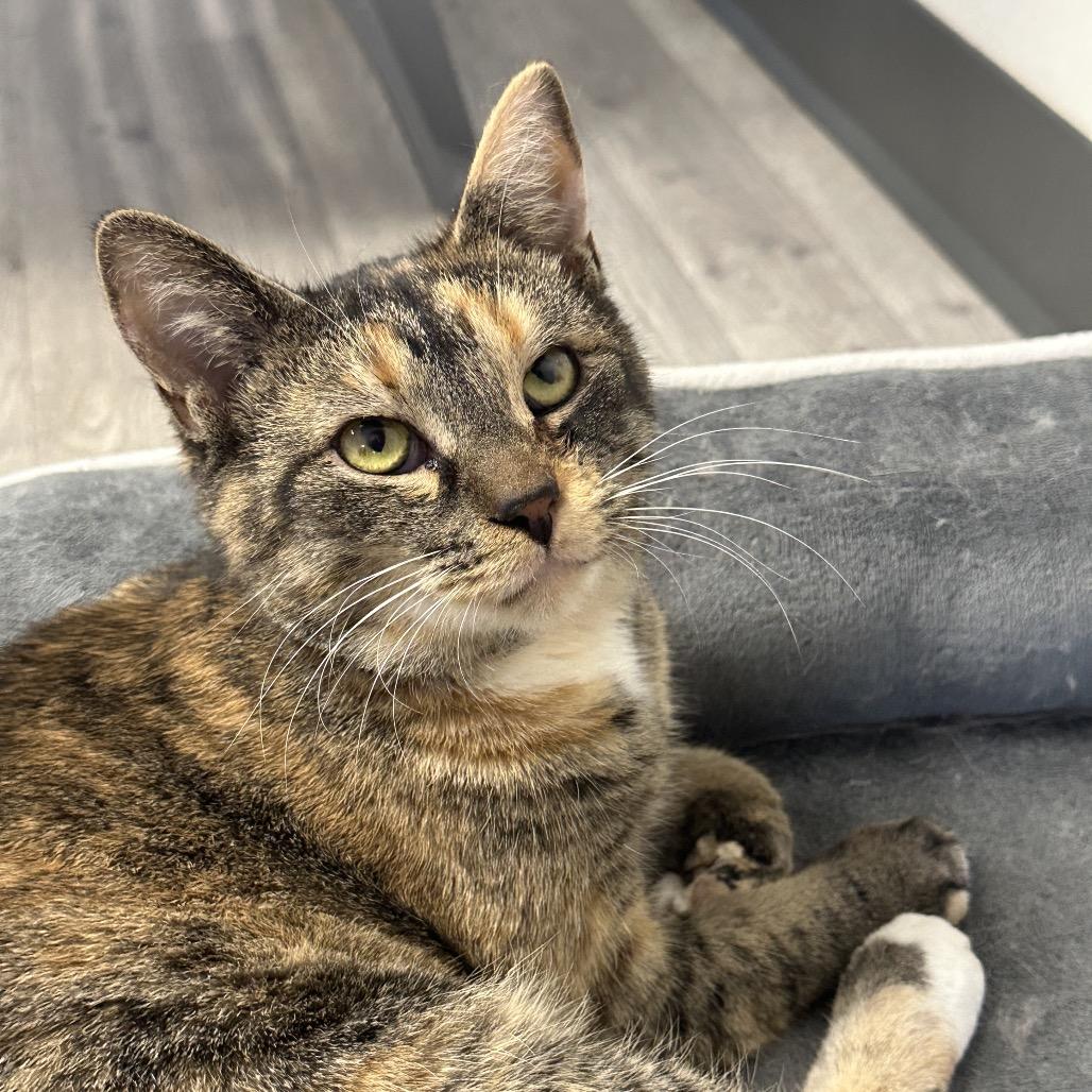 Enlarge Nellie, a Adoptable Domestic Short Hair in Uniontown, PA image 1/6