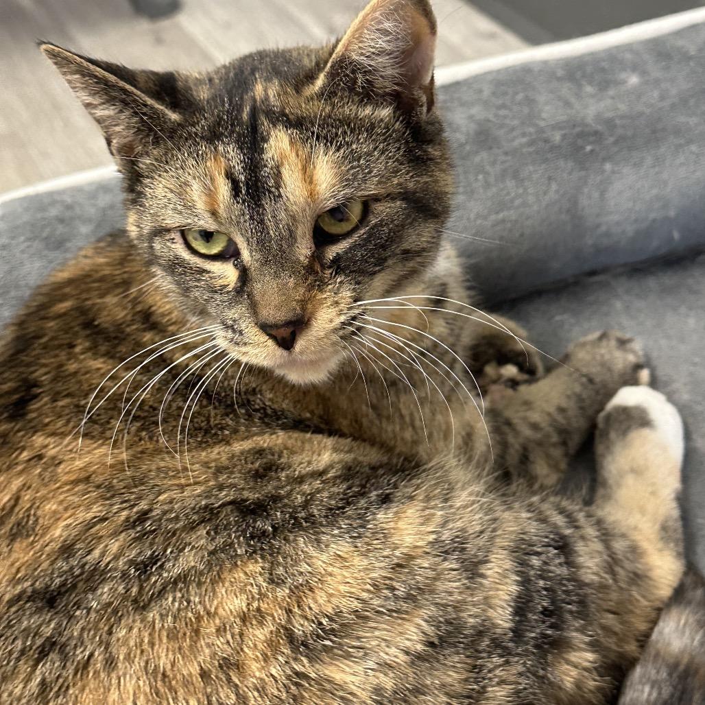 Enlarge Nellie, a Adoptable Domestic Short Hair in Uniontown, PA image 2/6