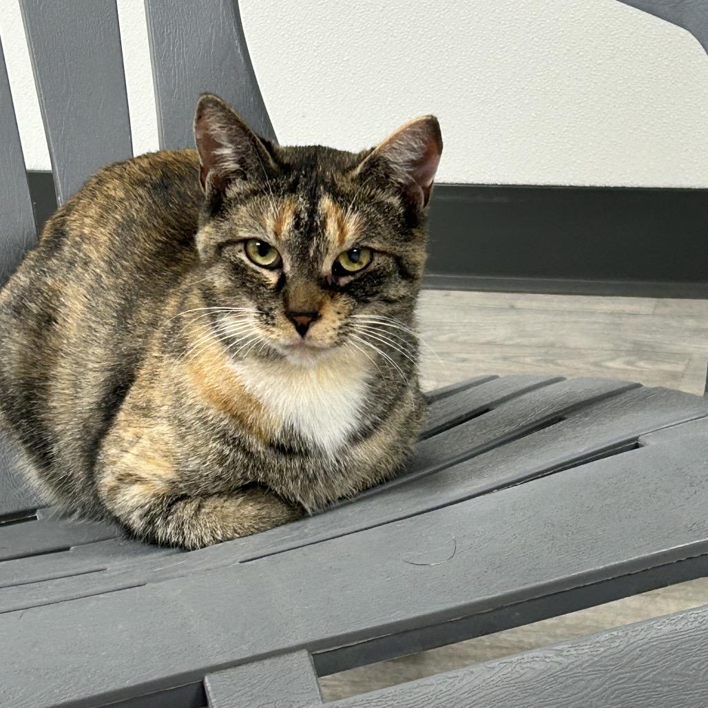 Enlarge Nellie, a Adoptable Domestic Short Hair in Uniontown, PA image 3/6