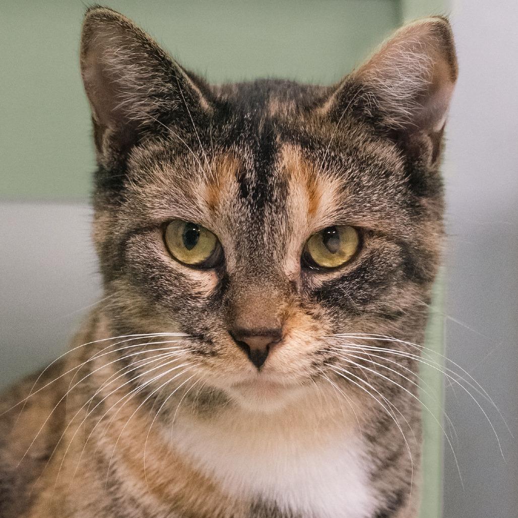 Enlarge Nellie, a Adoptable Domestic Short Hair in Uniontown, PA image 4/6