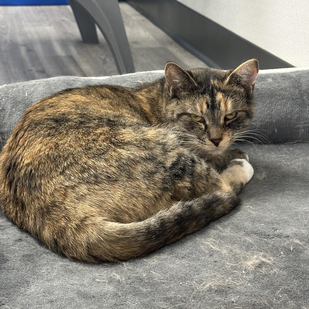 Enlarge Nellie, a Adoptable Domestic Short Hair in Uniontown, PA image 5/6