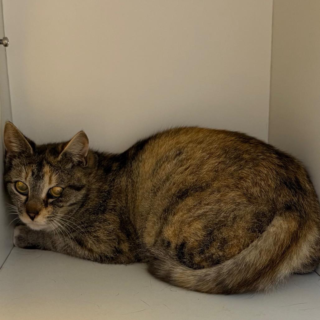 Enlarge Nellie, a Adoptable Domestic Short Hair in Uniontown, PA image 6/6