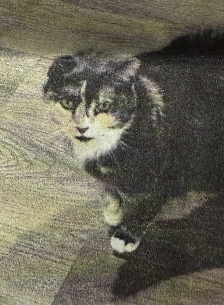 Stella, Adoptable, Adult Female Domestic Short Hair & Domestic Short Hair.