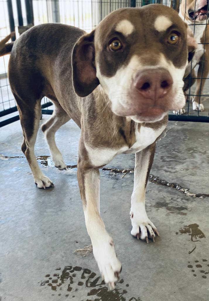 Molly, a Adoptable mixed breed in Big Spring, TX image 2/5