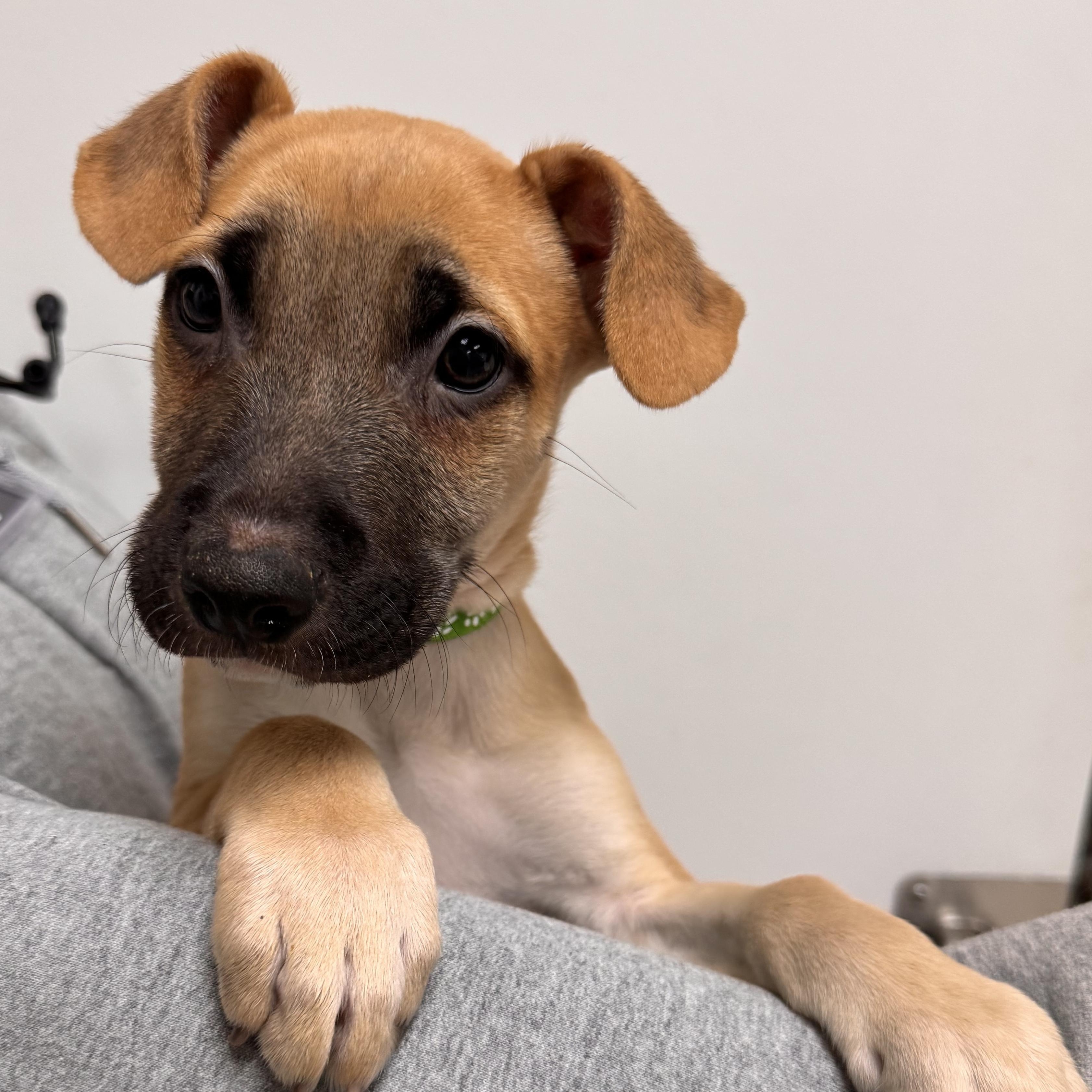 Theodore, Adoptable, Puppy Male Mixed Breed.