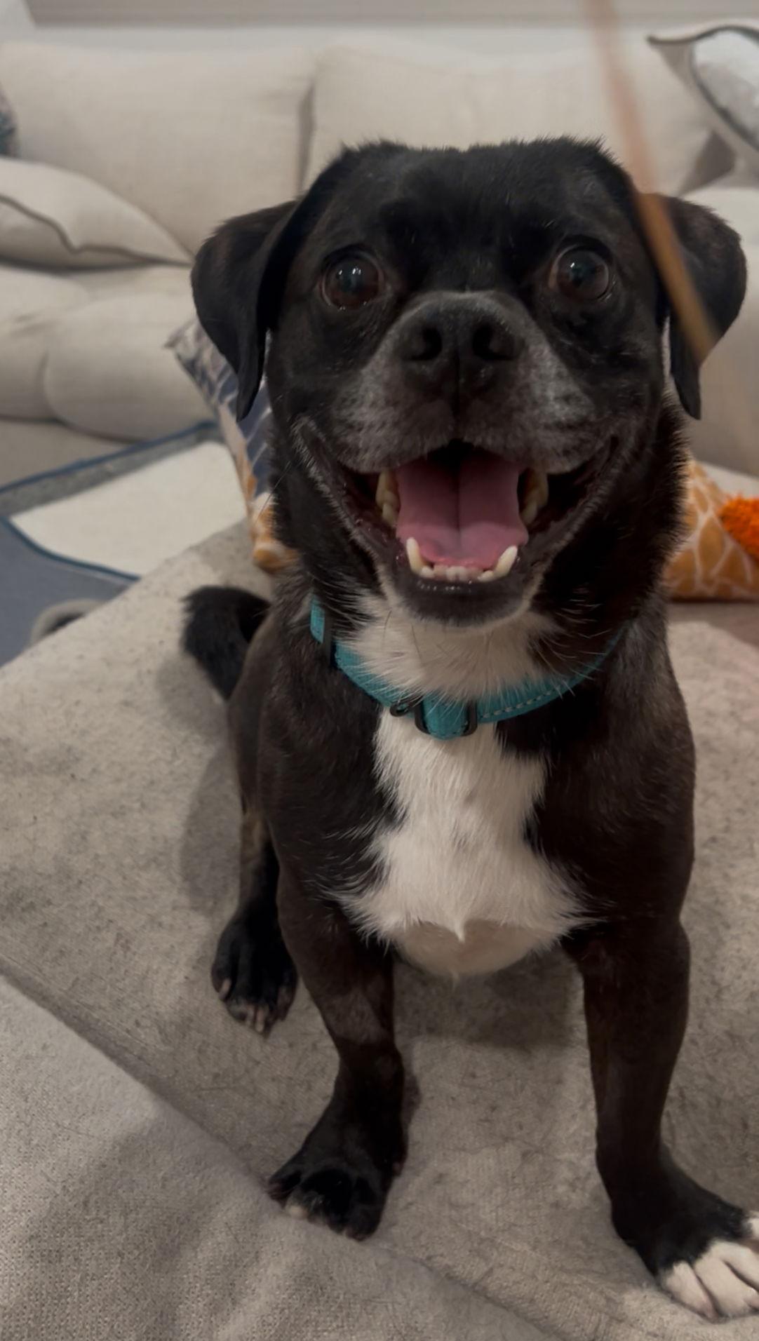 Nile, Adoptable, Adult Male Pug.