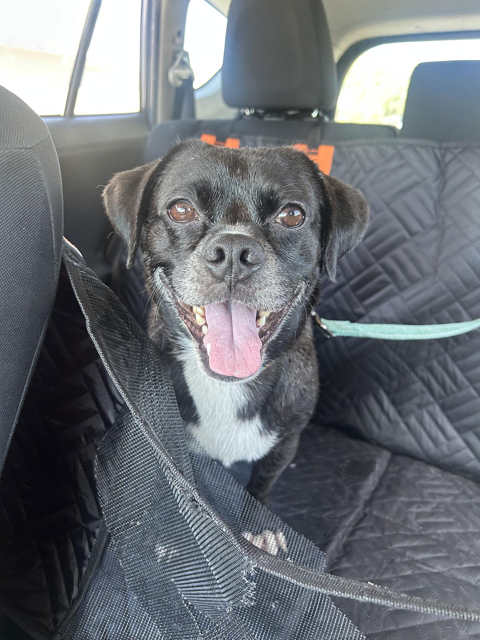 Nile, a Adoptable Pug in San Diego, CA image 2/3