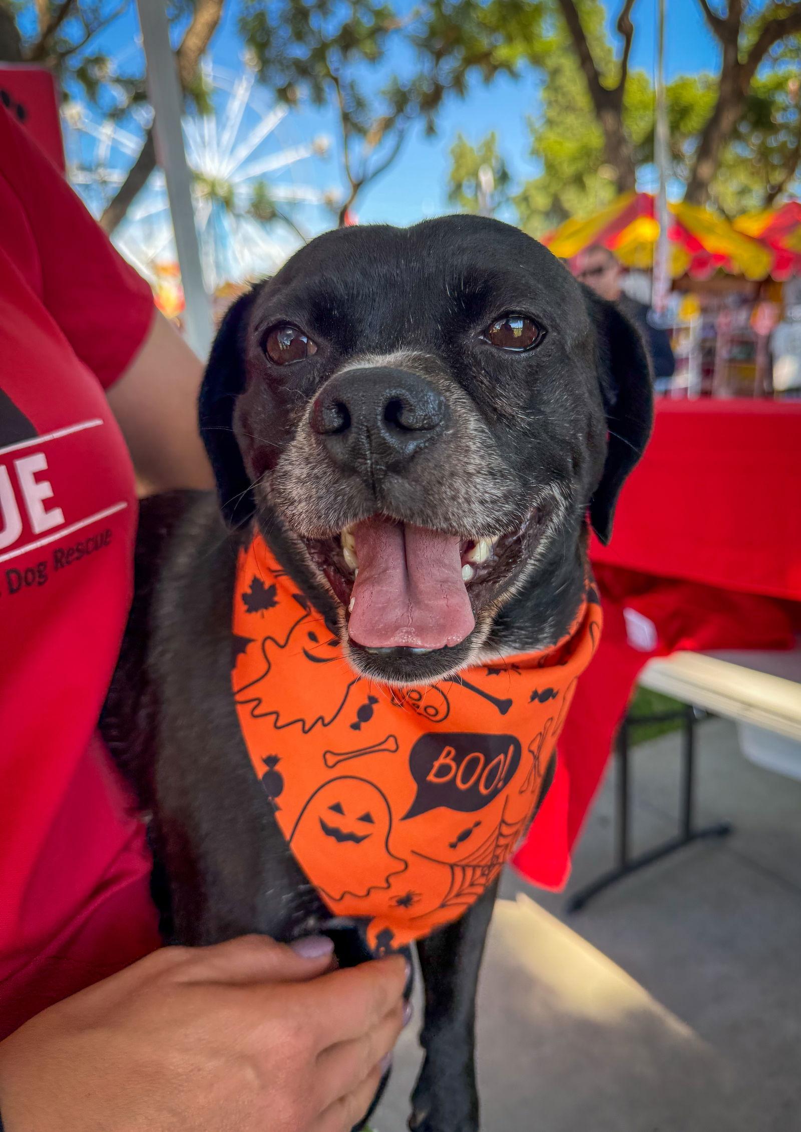 Nile, a Adoptable Pug in San Diego, CA image 3/3