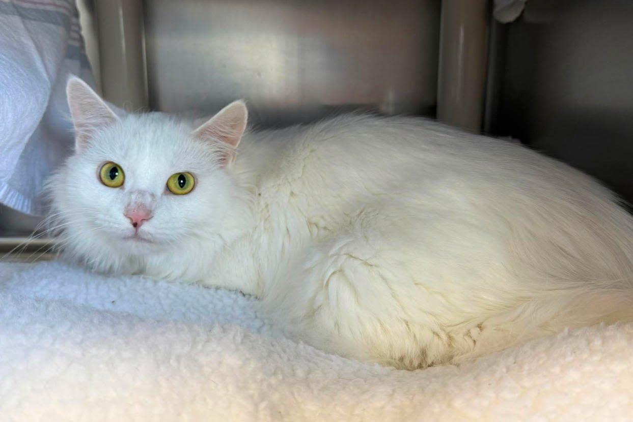 Sugar, adopted, Adult Female Domestic Long Hair.