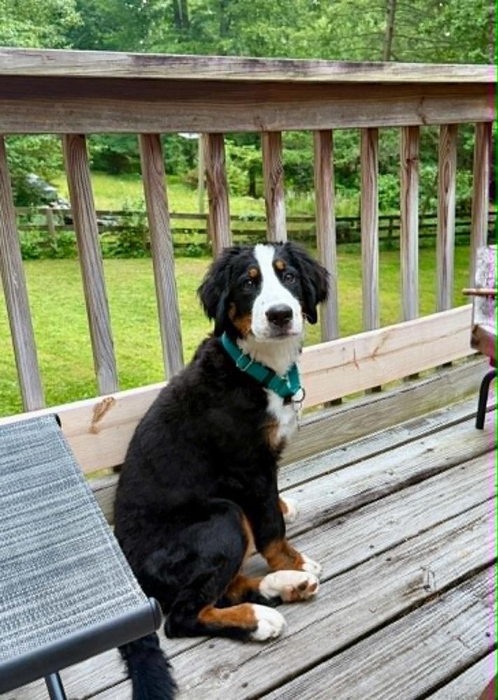 Aurora, Adoptable, Puppy Female Bernese Mountain Dog.