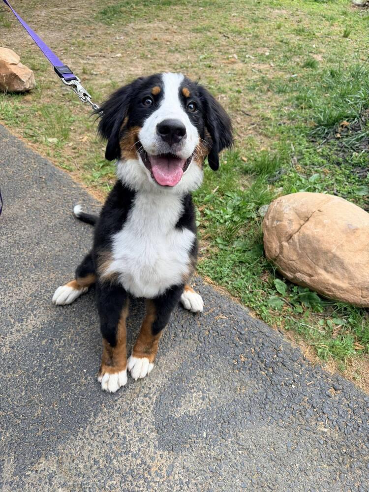 Aurora, a Adoptable Bernese Mountain Dog in Troy, VA image 2/2