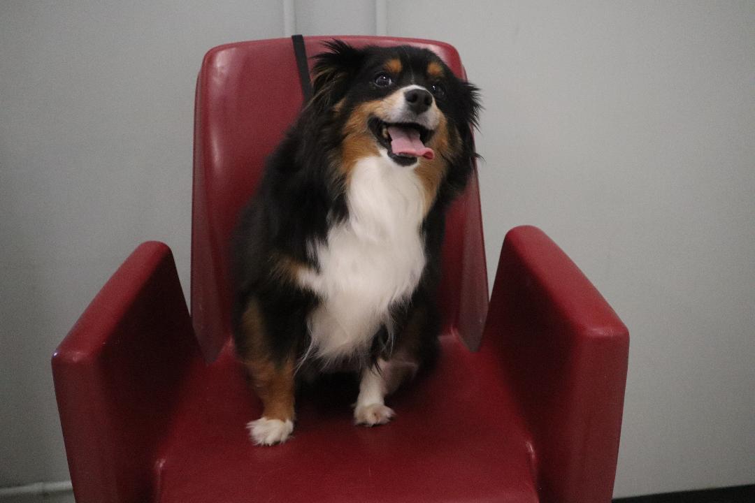 Enlarge Bella - Mini Aussie, a Adopted Australian Shepherd in Goshen, KY image 2/3