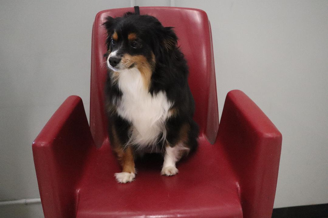 Enlarge Bella - Mini Aussie, a Adopted Australian Shepherd in Goshen, KY image 3/3