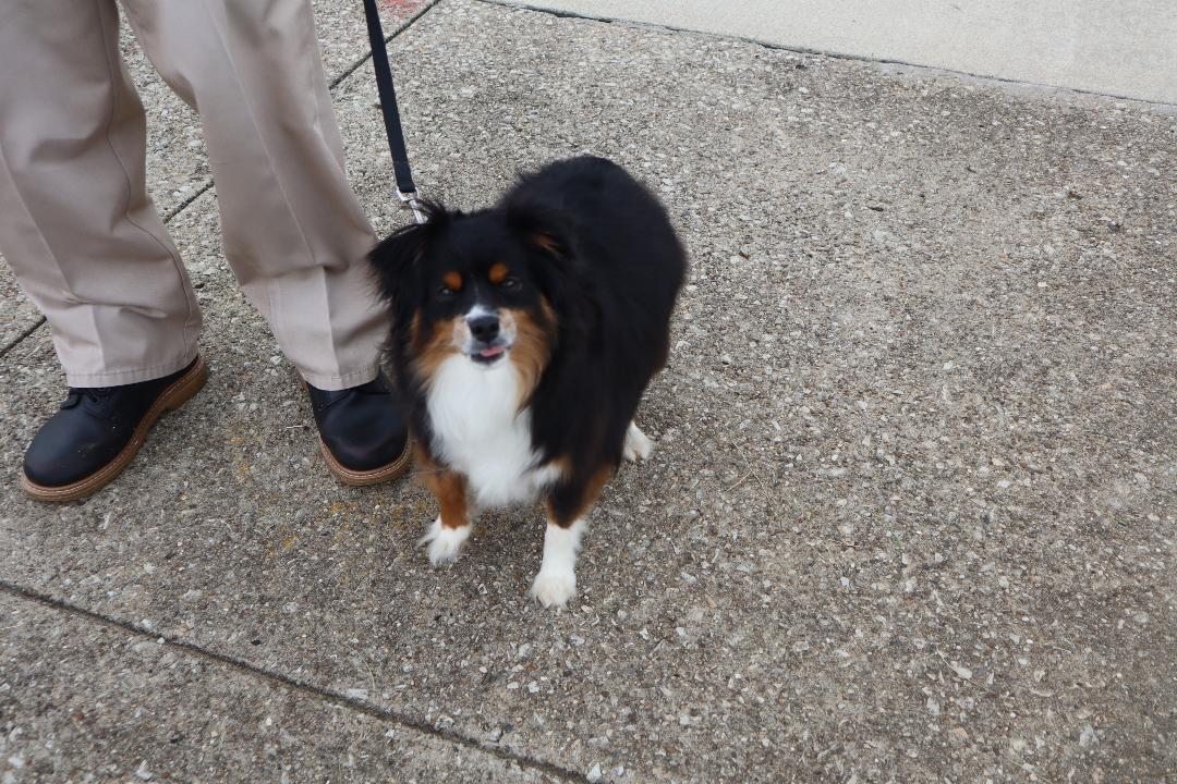 Bella - Mini Aussie, Adopted, Adult Female Australian Shepherd.