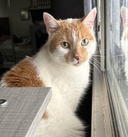 Enlarge Chandler, an adopted Domestic Short Hair in Toronto, ON image 4/6