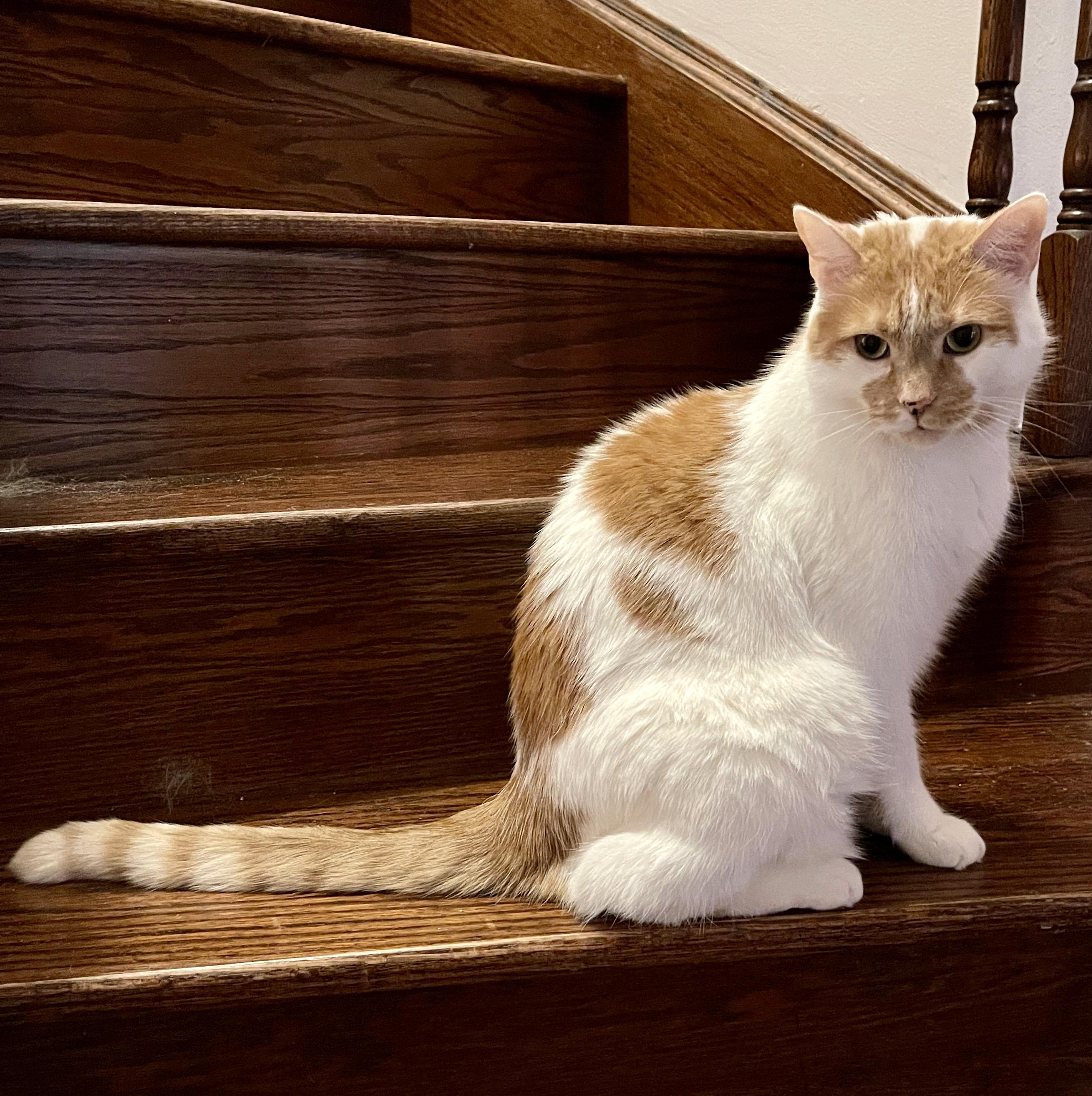 Enlarge Chandler, an adopted Domestic Short Hair in Toronto, ON image 3/6