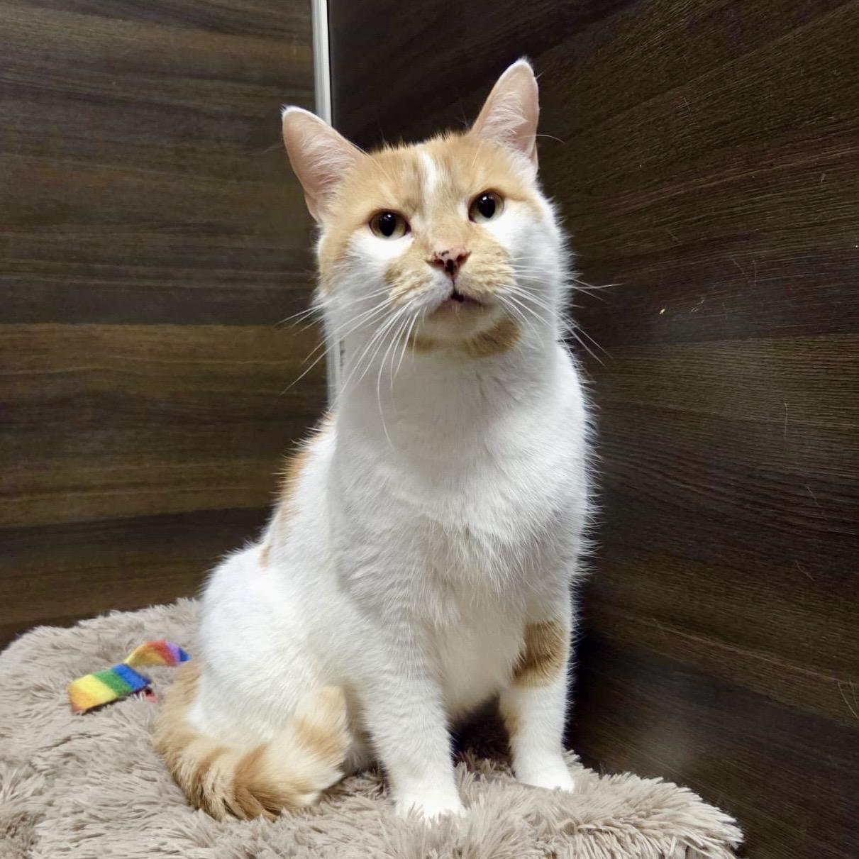 Enlarge Chandler, an adopted Domestic Short Hair in Toronto, ON image 1/6