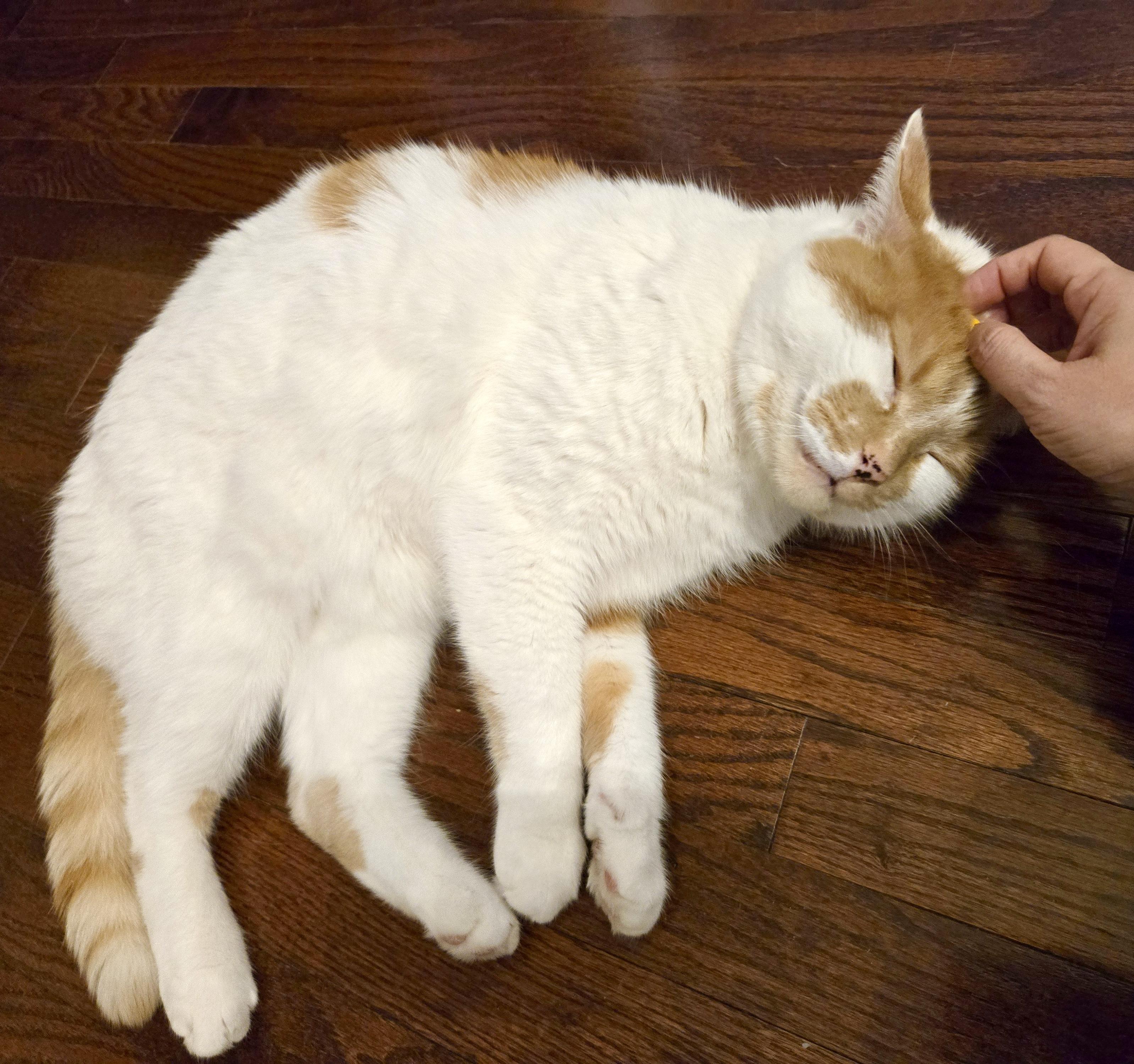 Enlarge Chandler, an adopted Domestic Short Hair in Toronto, ON image 2/6