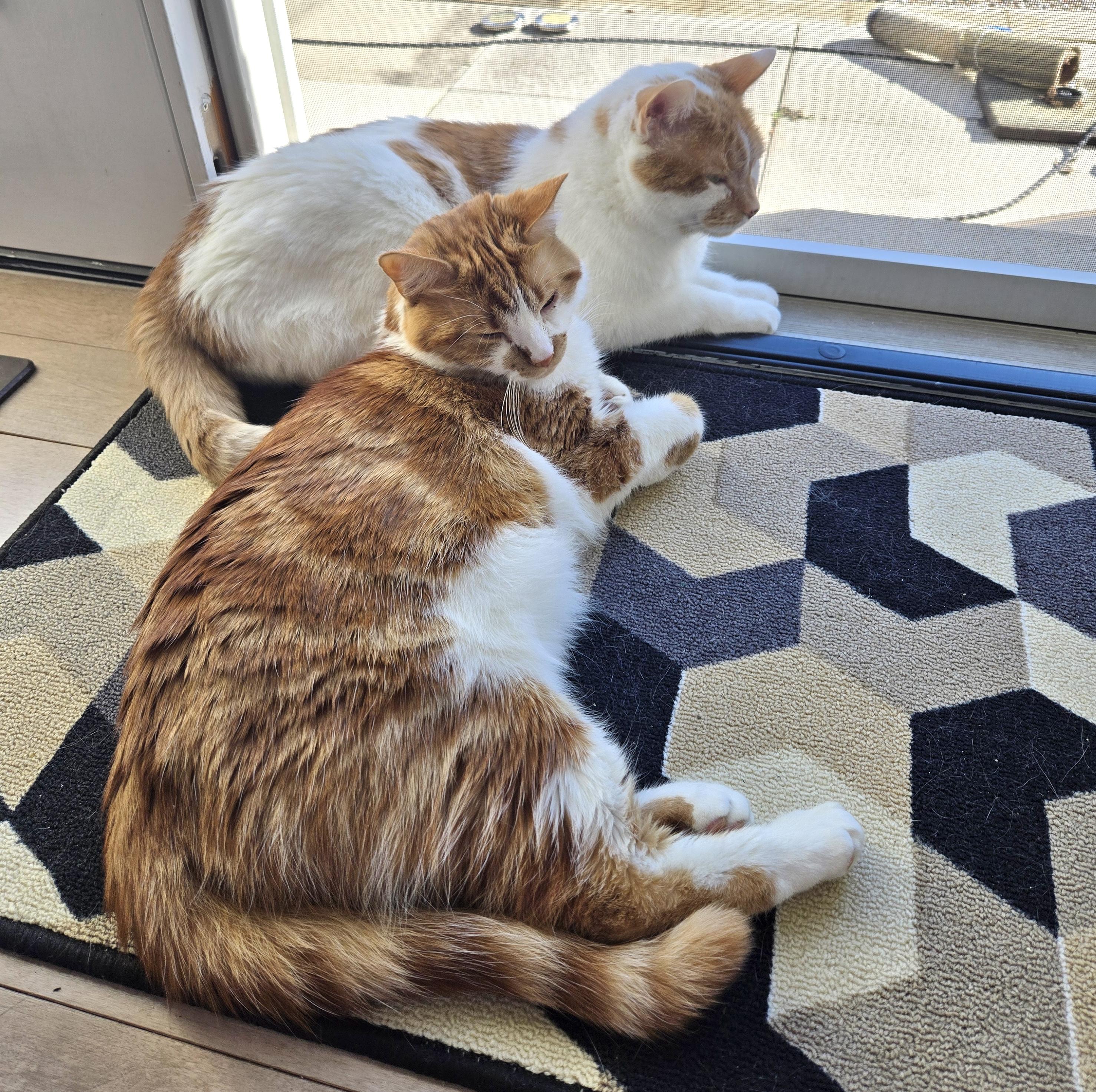 Enlarge Chandler, an adopted Domestic Short Hair in Toronto, ON image 5/6