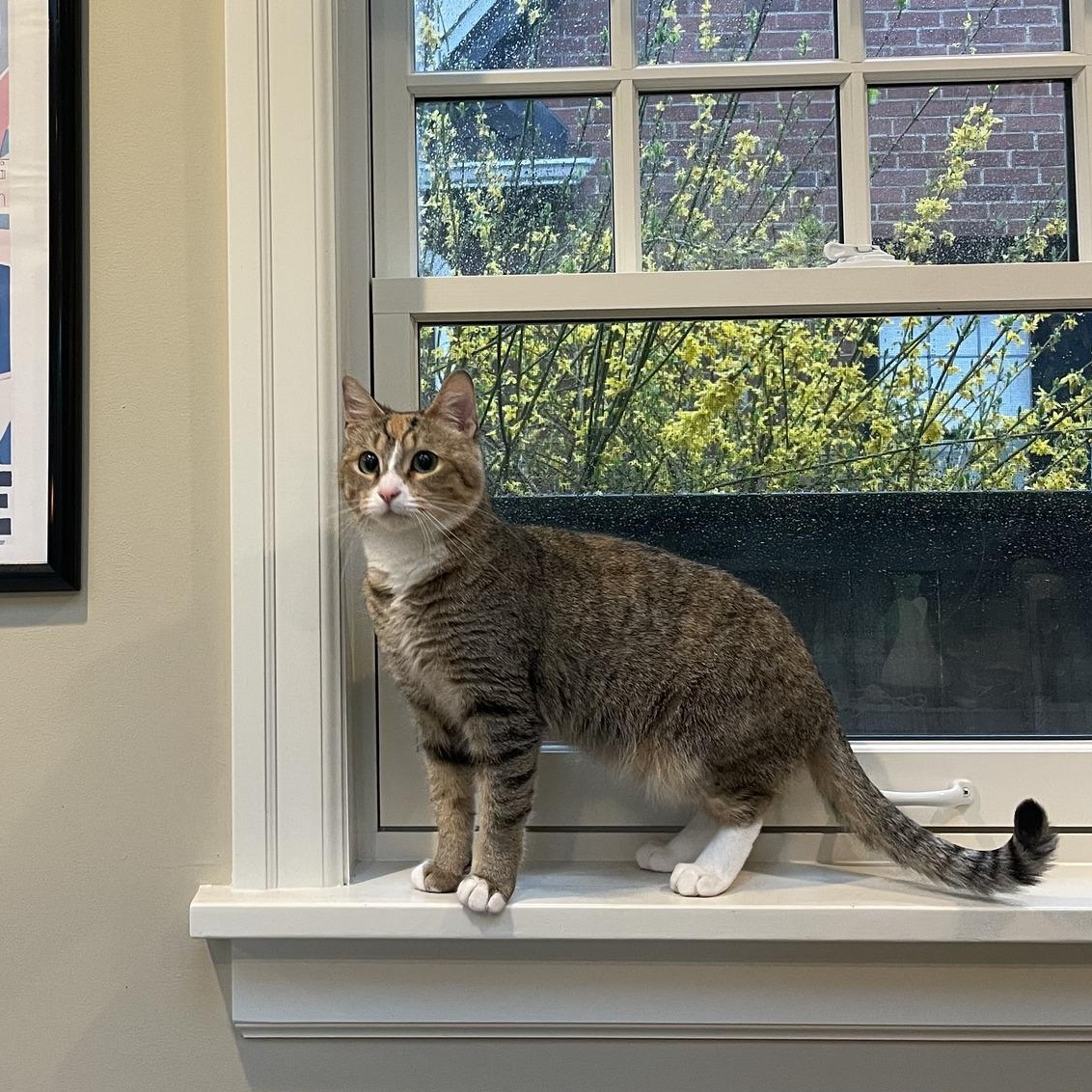 Alice, a ADOPTABLE American Shorthair in Tacoma, WA image 1/6