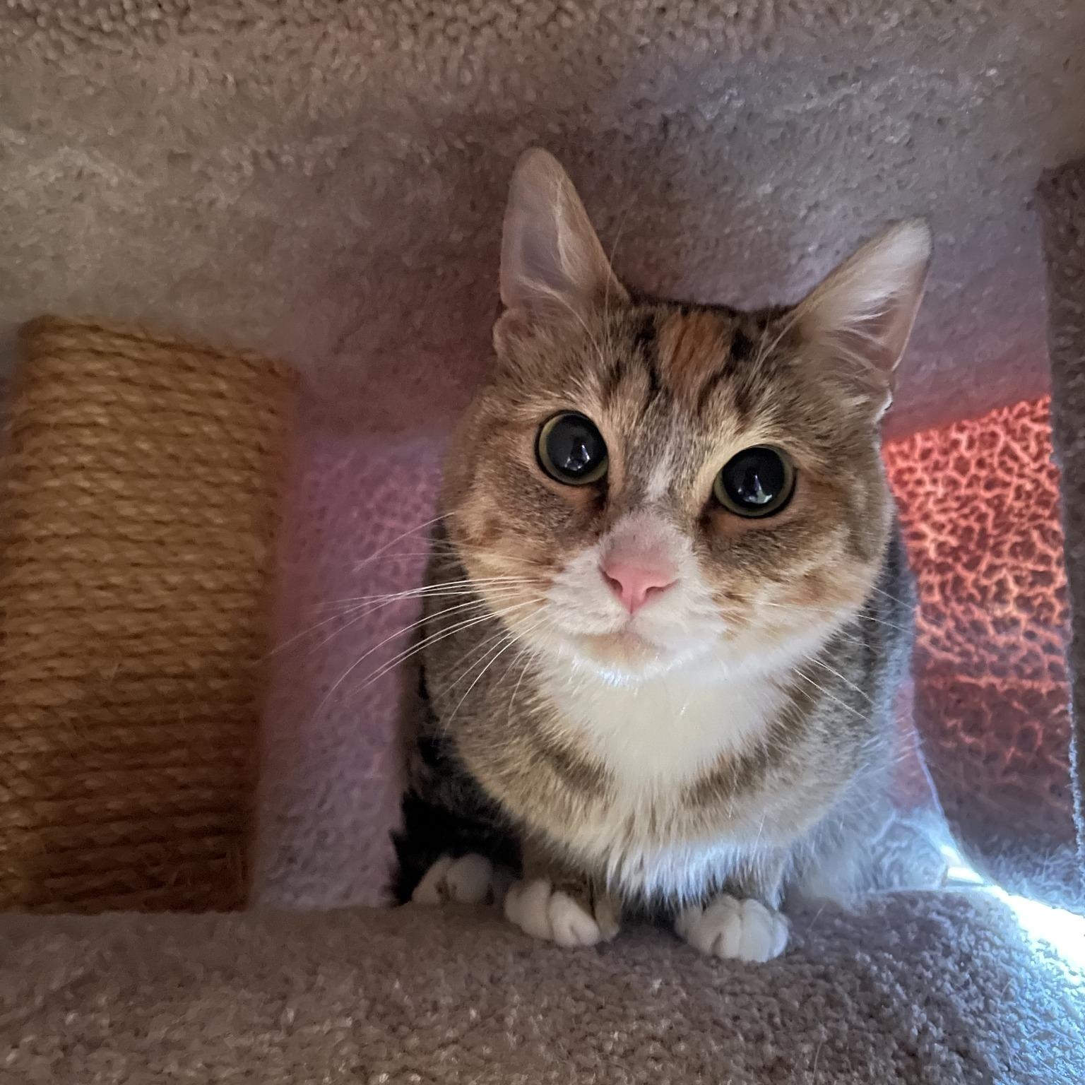 Alice, a ADOPTABLE American Shorthair in Tacoma, WA image 3/6