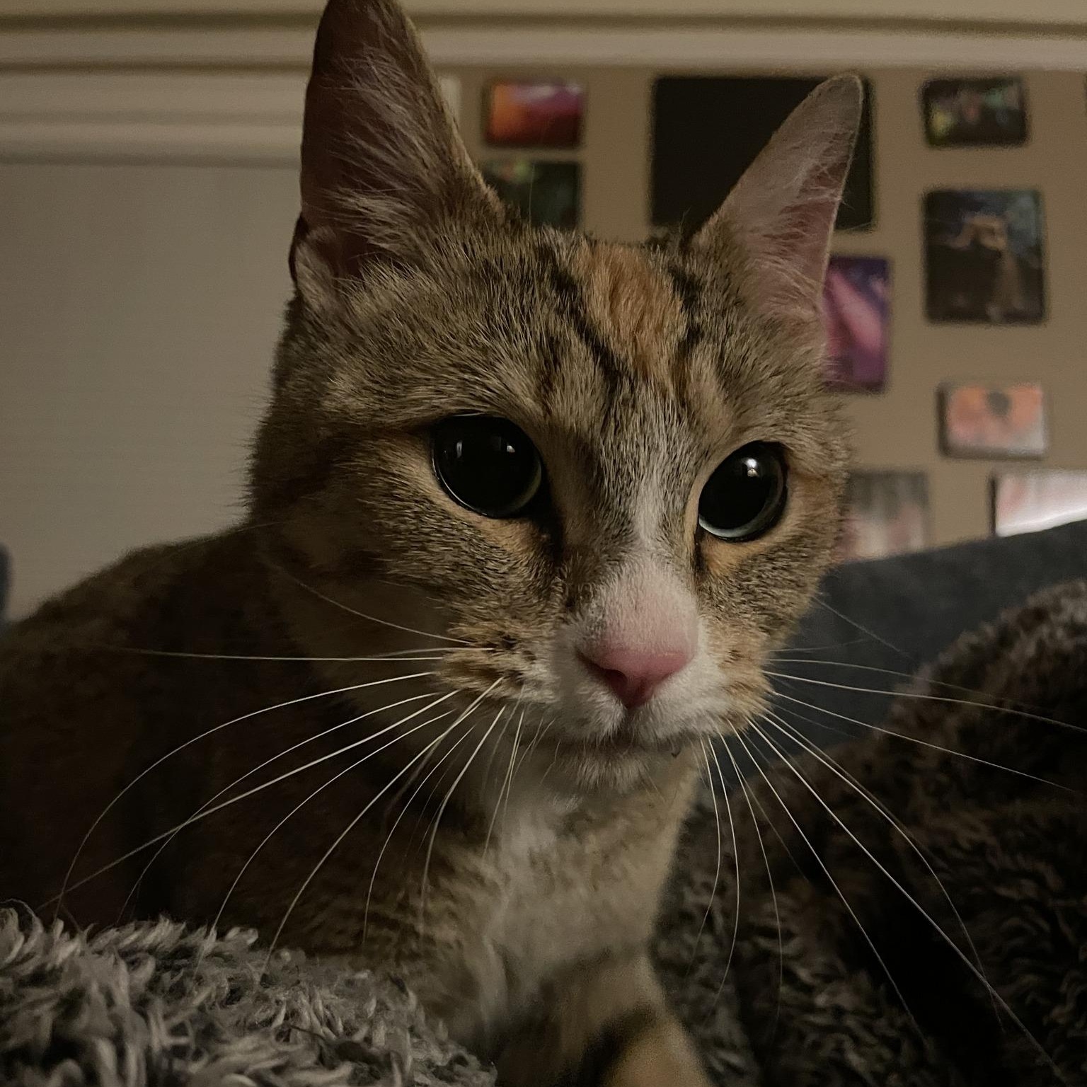 Alice, a ADOPTABLE American Shorthair in Tacoma, WA image 6/6
