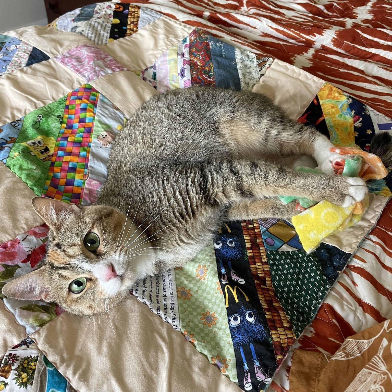 Alice, a ADOPTABLE American Shorthair in Tacoma, WA image 4/6