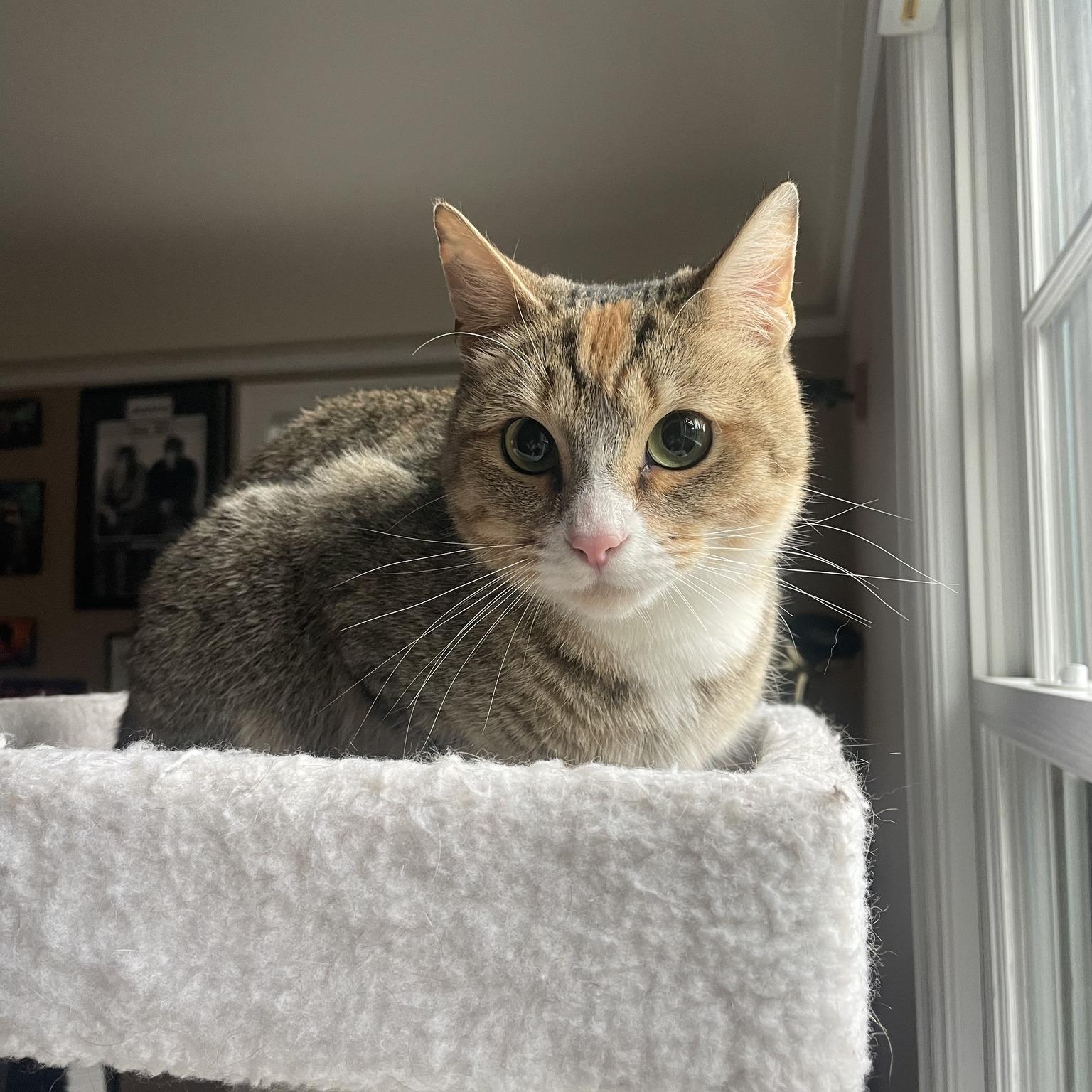 Alice, a ADOPTABLE American Shorthair in Tacoma, WA image 5/6