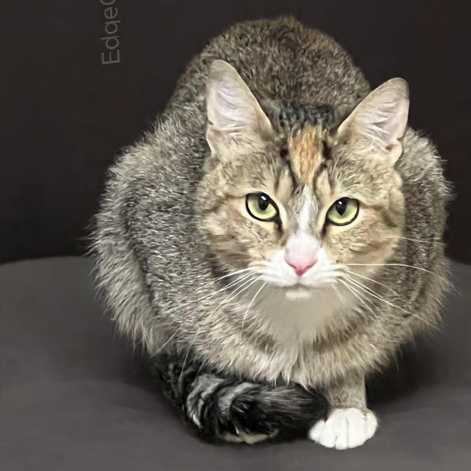 Alice, a ADOPTABLE American Shorthair in Tacoma, WA image 2/6