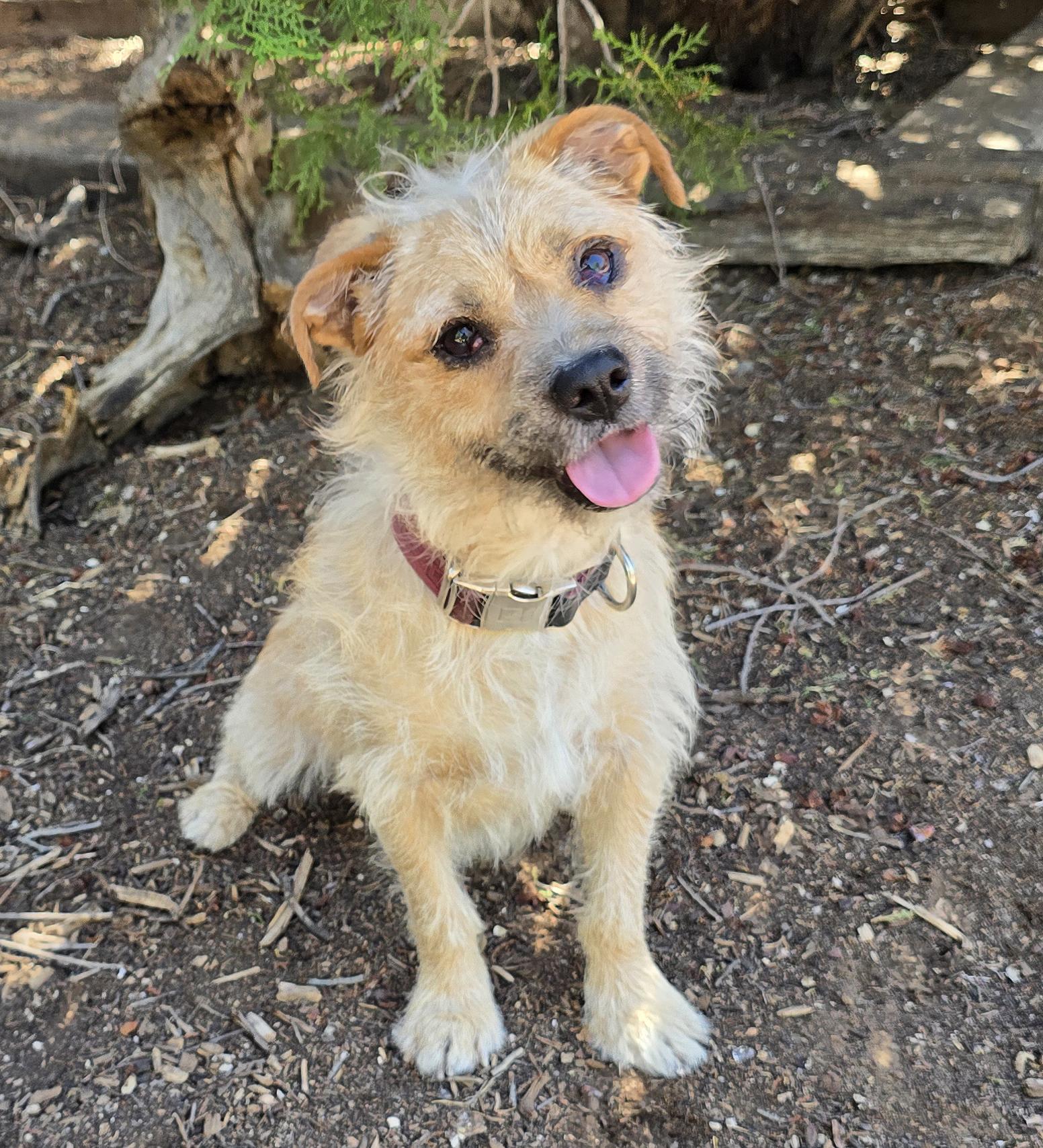 Enlarge Always Happy Herk - Border Terrier ROCK STAR, a Adoptable Border Terrier in Albuquerque, NM image 1/1
