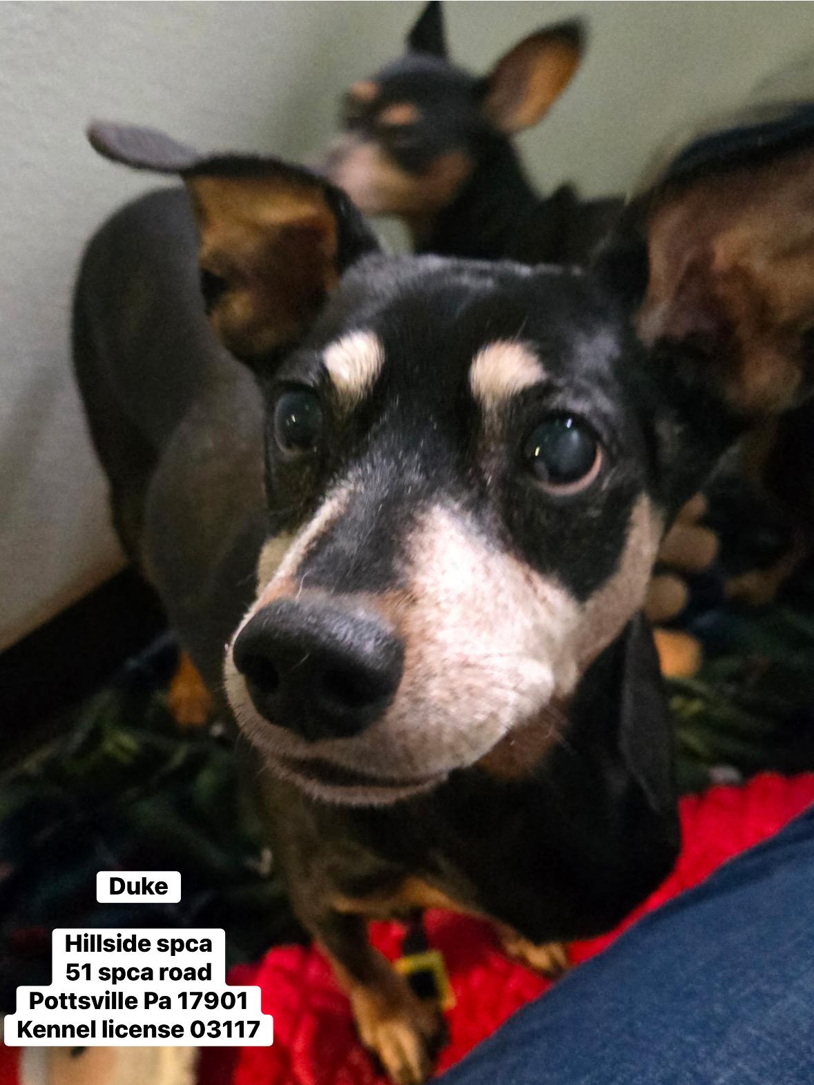 Duke, adopted, Senior Male Miniature Pinscher.