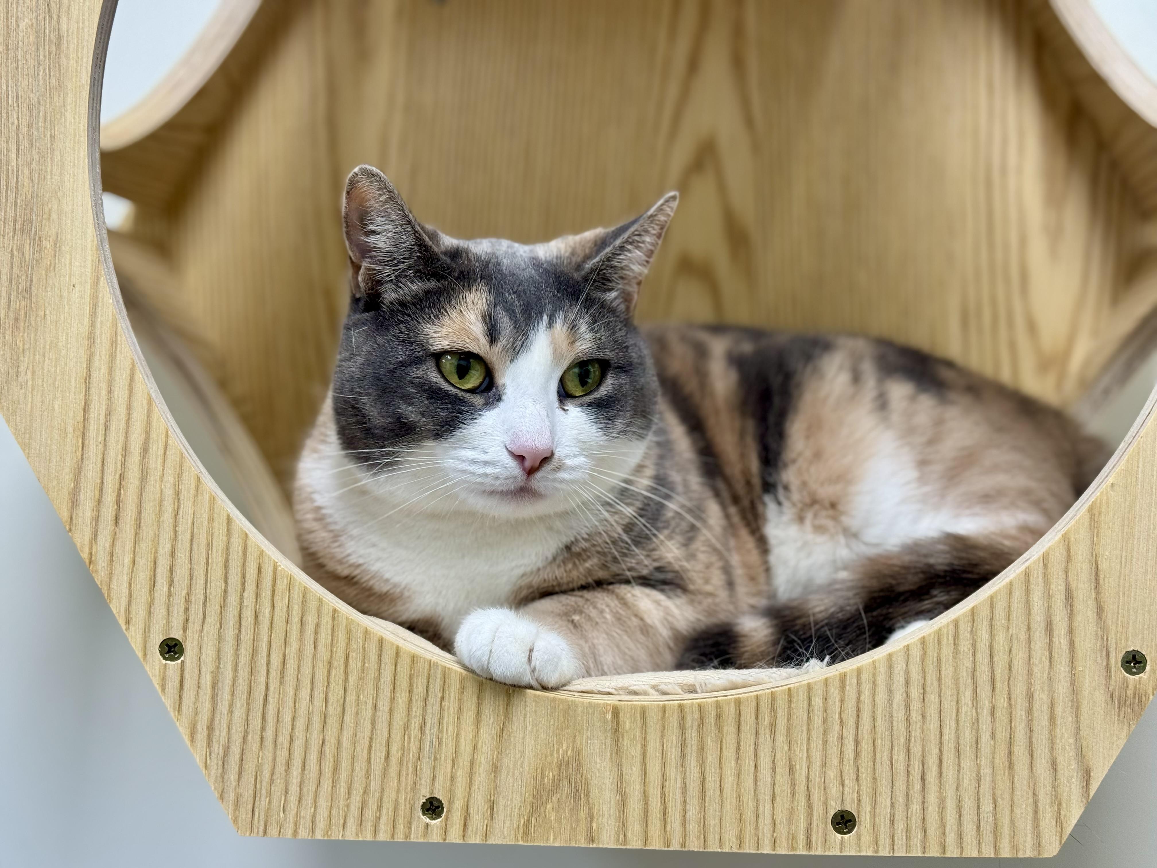 Enlarge Goodie, a Adoptable Domestic Short Hair in Old Saybrook, CT image 1/1