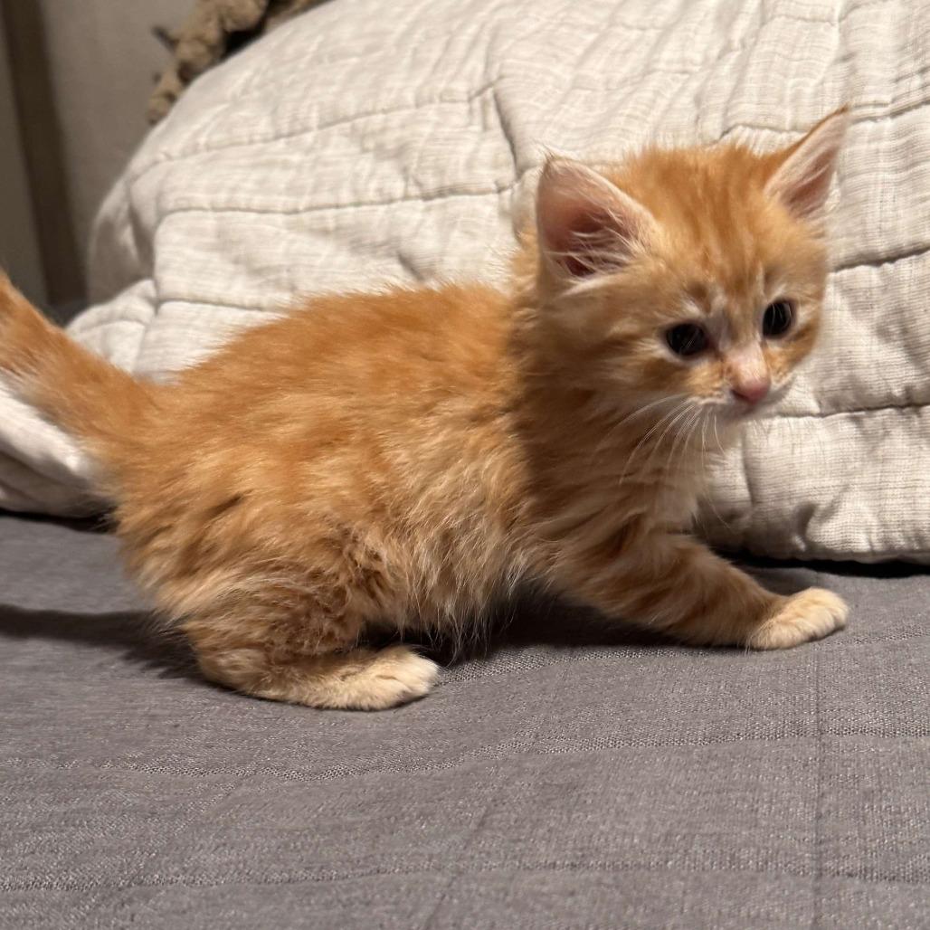 Allegro, Adoptable, Kitten Male Domestic Medium Hair.